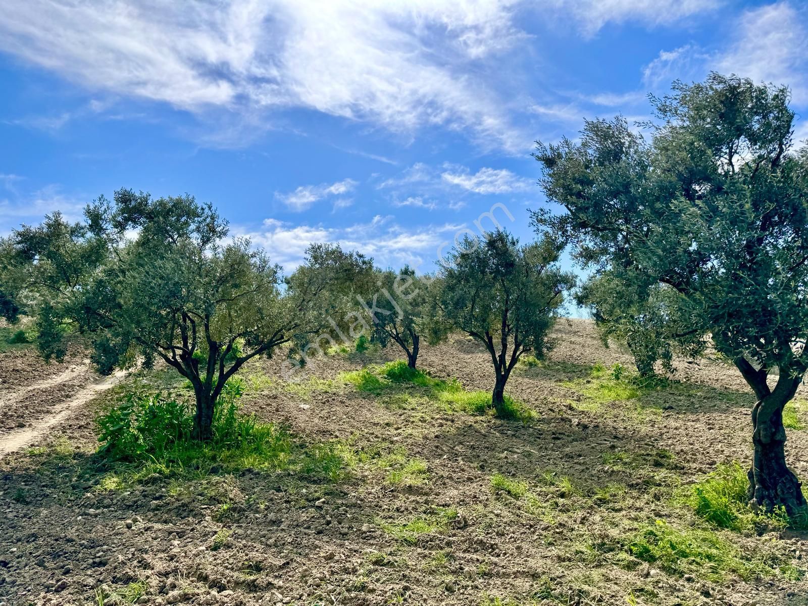 Manisa Hacımusa Da 5.900 M2 Zeytinlik , Resmi Yolu Var , 130 Yetişkin Ağaç - Görsel 9