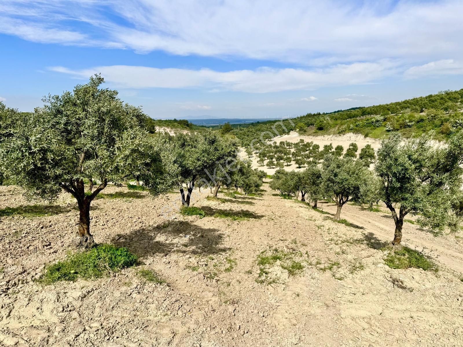 Manisa Hacımusa Da 5.900 M2 Zeytinlik , Resmi Yolu Var , 130 Yetişkin Ağaç - Görsel 14