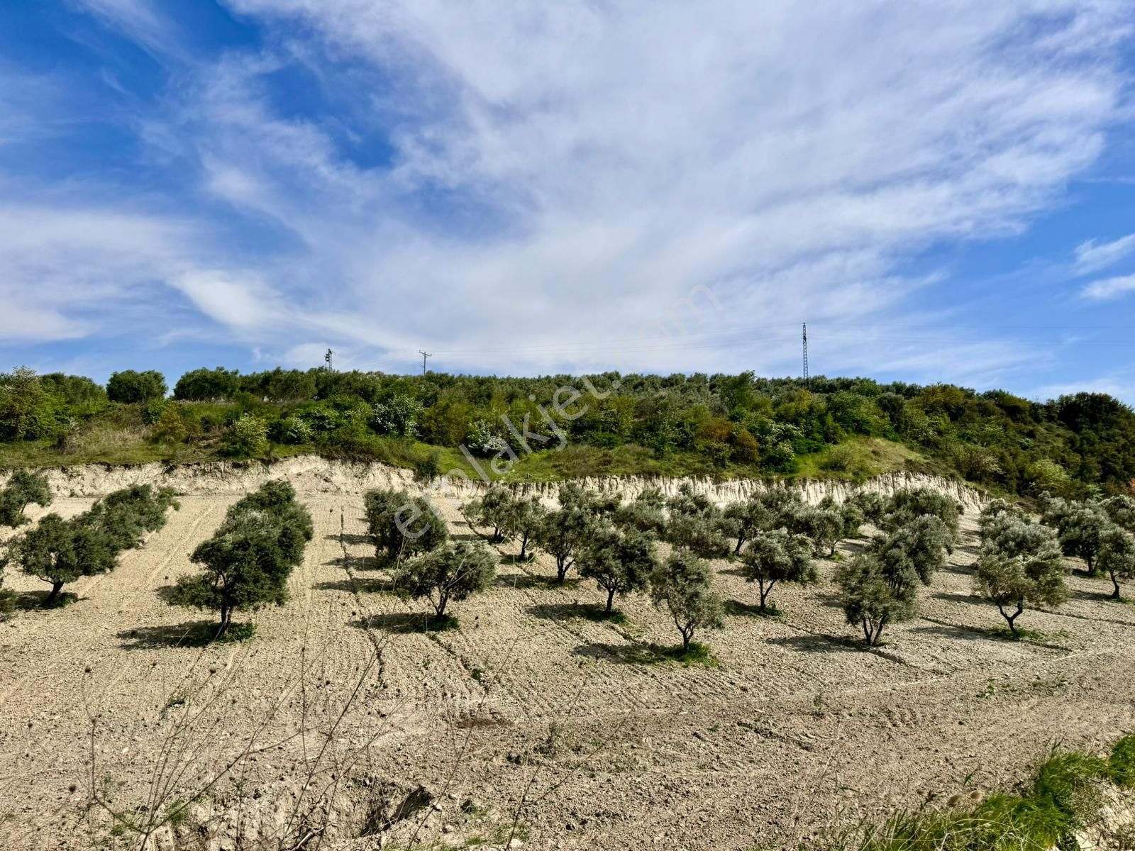 Manisa Gözlet De 5.200 M2 Zeytinlik , Resmi Yolu Var - Görsel 24