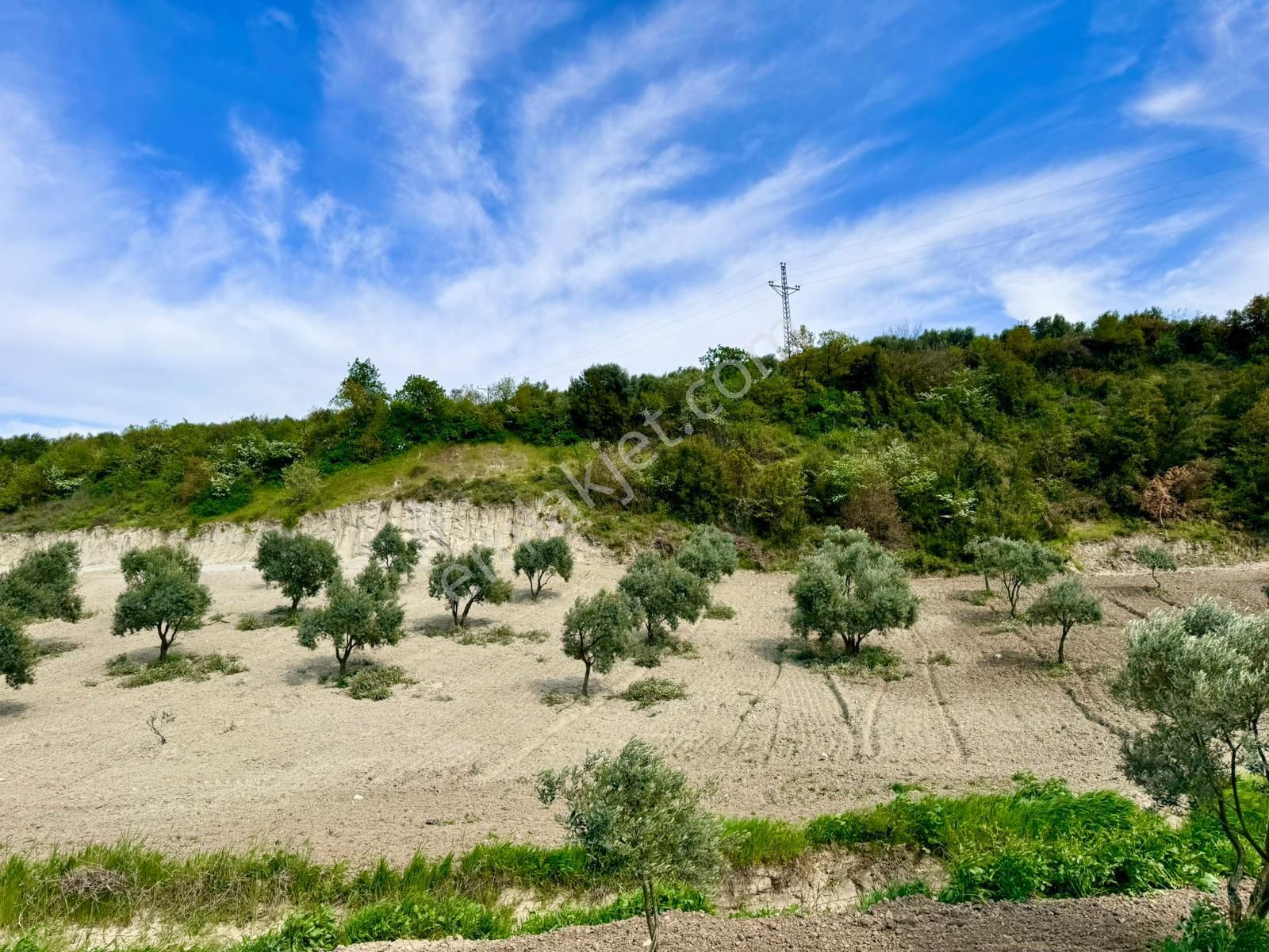 Manisa Gözlet De 5.200 M2 Zeytinlik , Resmi Yolu Var - Görsel 25