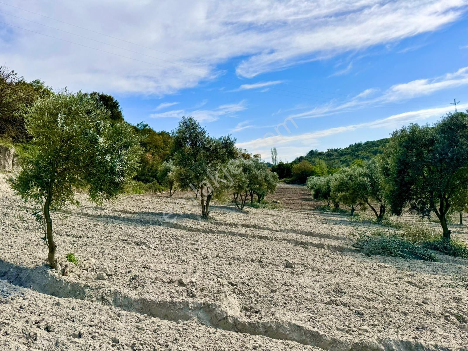 Manisa Gözlet De 5.200 M2 Zeytinlik , Resmi Yolu Var - Görsel 9