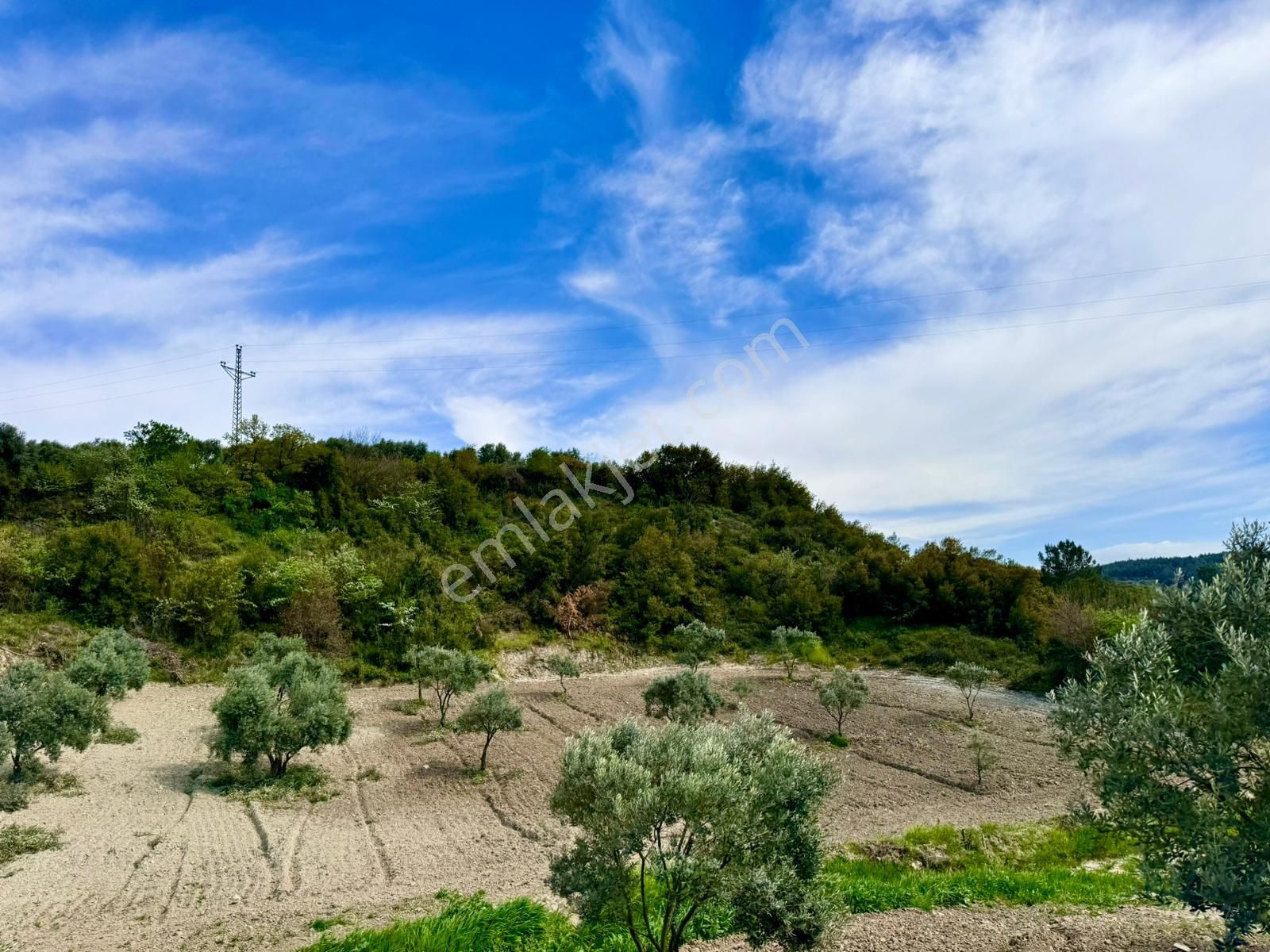 Manisa Gözlet De 5.200 M2 Zeytinlik , Resmi Yolu Var - Görsel 20