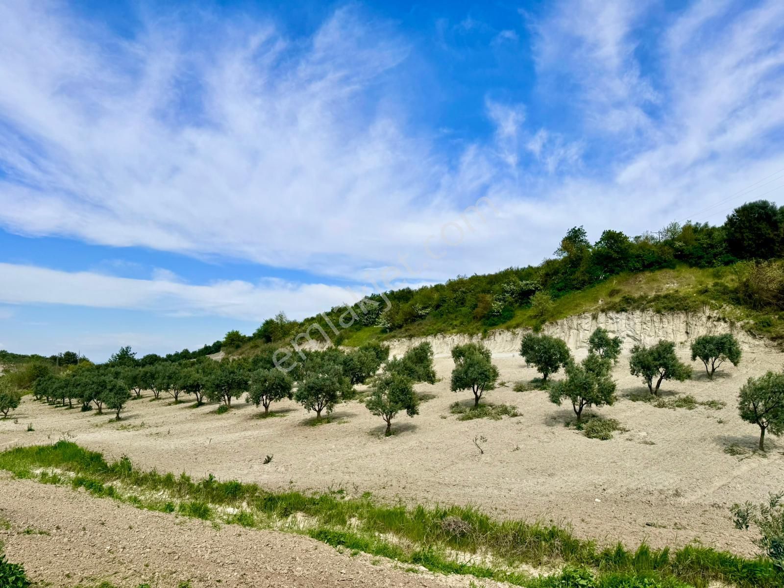 Manisa Gözlet De 5.200 M2 Zeytinlik , Resmi Yolu Var - Görsel 23