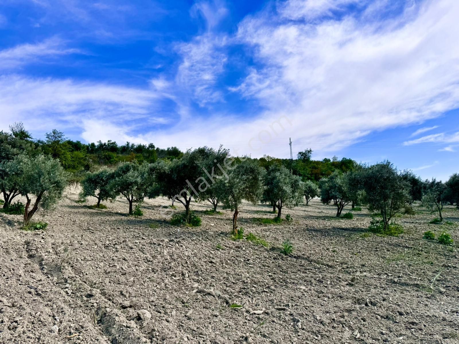 Manisa Gözlet De 5.200 M2 Zeytinlik , Resmi Yolu Var - Görsel 4