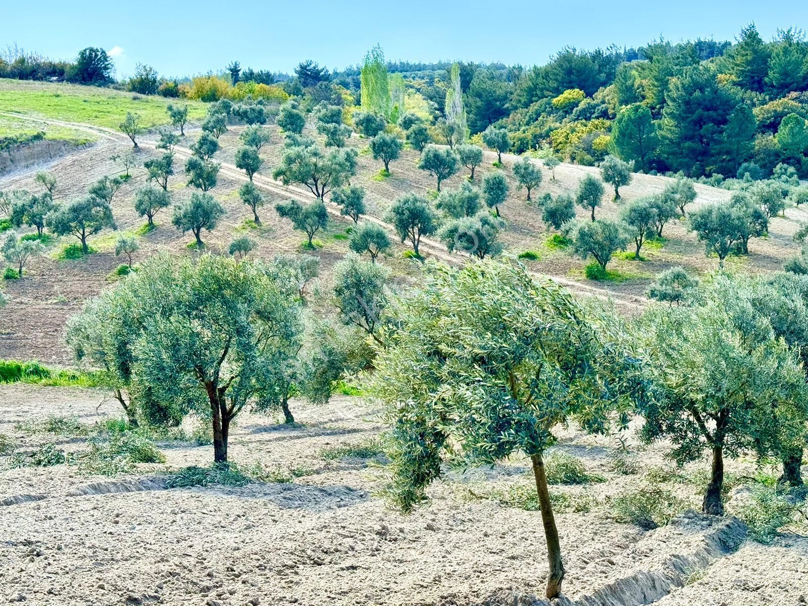 Manisa Gözlet De 5.200 M2 Zeytinlik , Resmi Yolu Var - Görsel 6