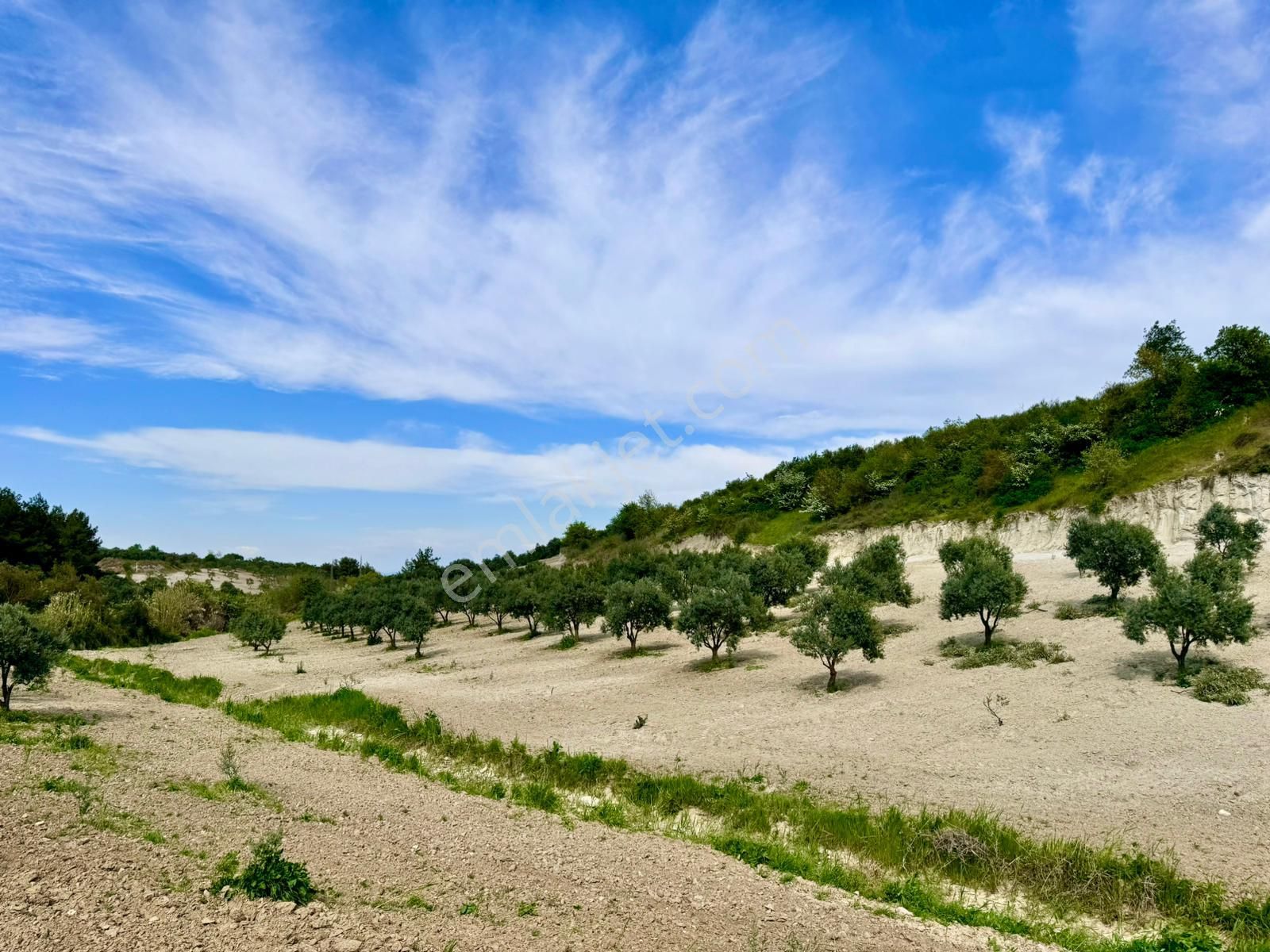 Manisa Gözlet De 5.200 M2 Zeytinlik , Resmi Yolu Var - Görsel 22
