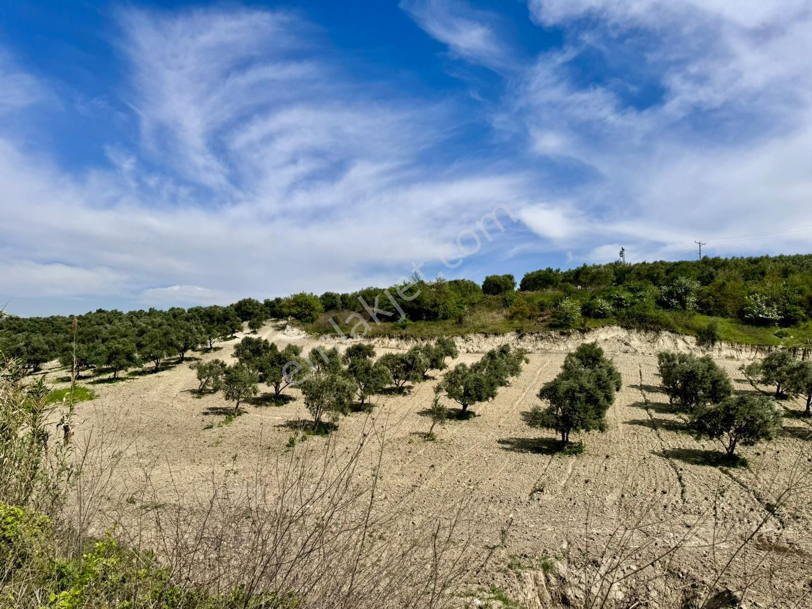 Manisa Gözlet De 5.200 M2 Zeytinlik , Resmi Yolu Var - Görsel 26