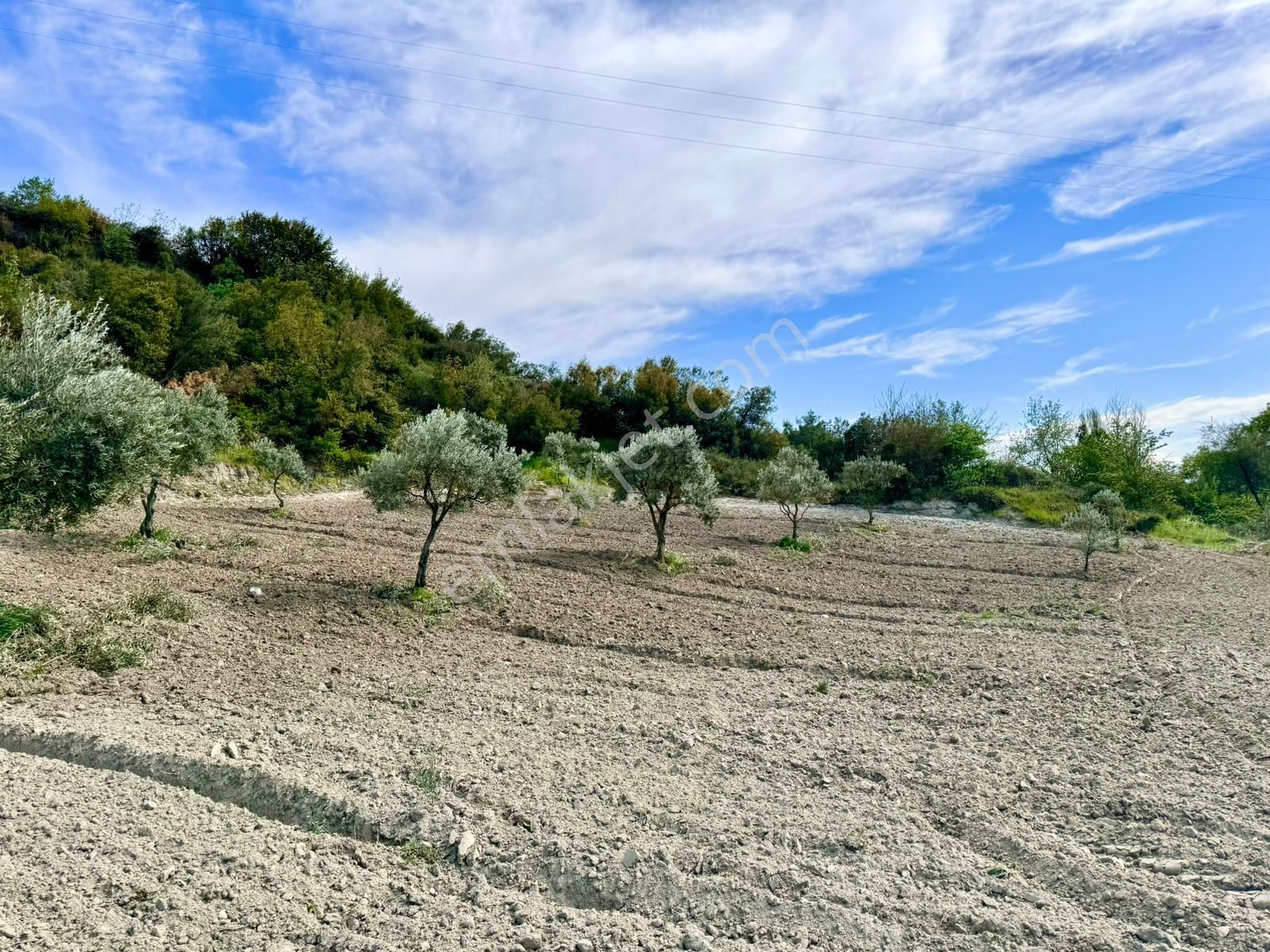 Manisa Gözlet De 5.200 M2 Zeytinlik , Resmi Yolu Var - Görsel 17