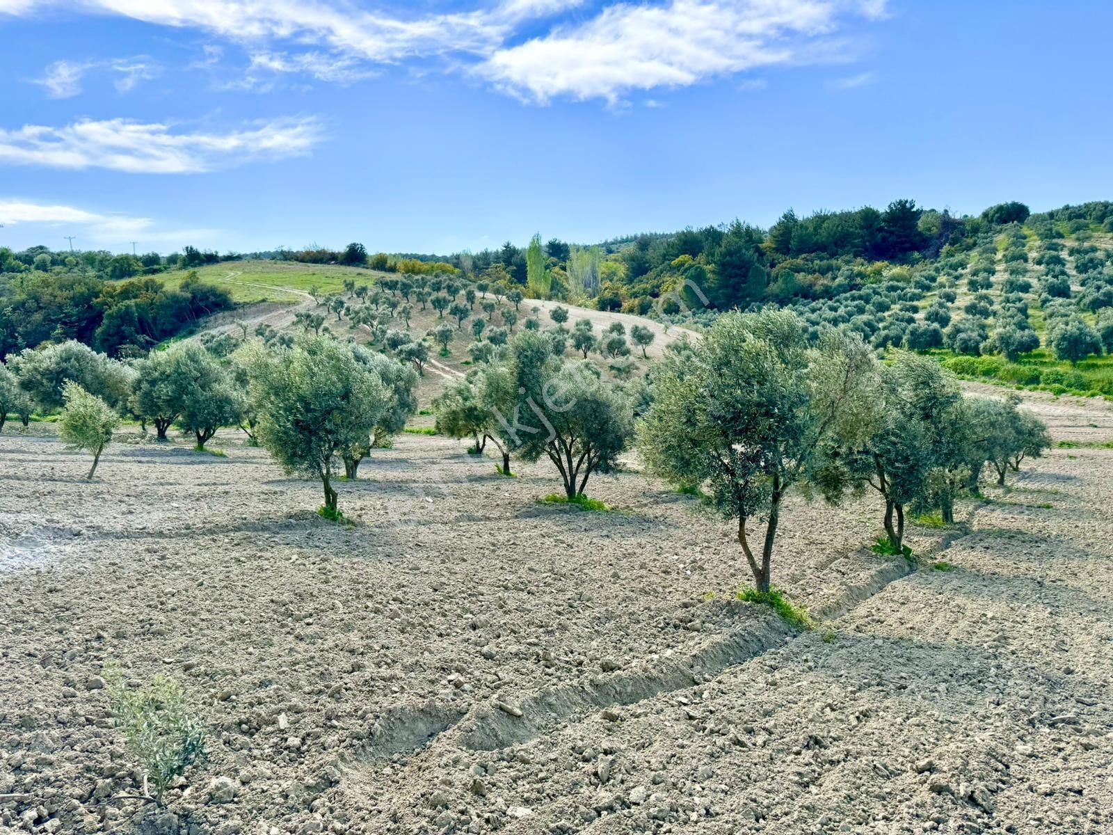 Manisa Gözlet De 5.200 M2 Zeytinlik , Resmi Yolu Var - Görsel 5