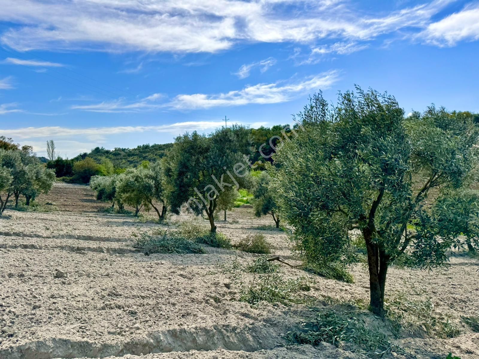 Manisa Gözlet De 5.200 M2 Zeytinlik , Resmi Yolu Var - Görsel 14