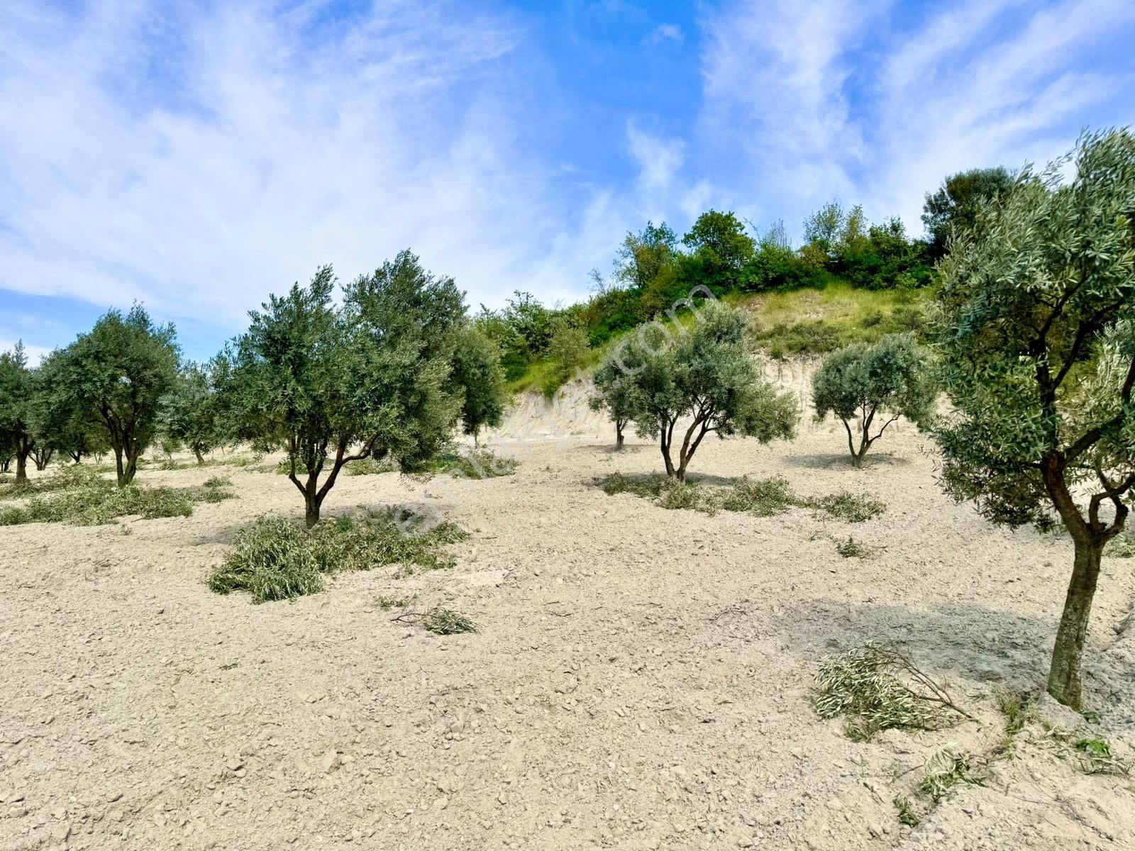 Manisa Gözlet De 5.200 M2 Zeytinlik , Resmi Yolu Var - Görsel 18