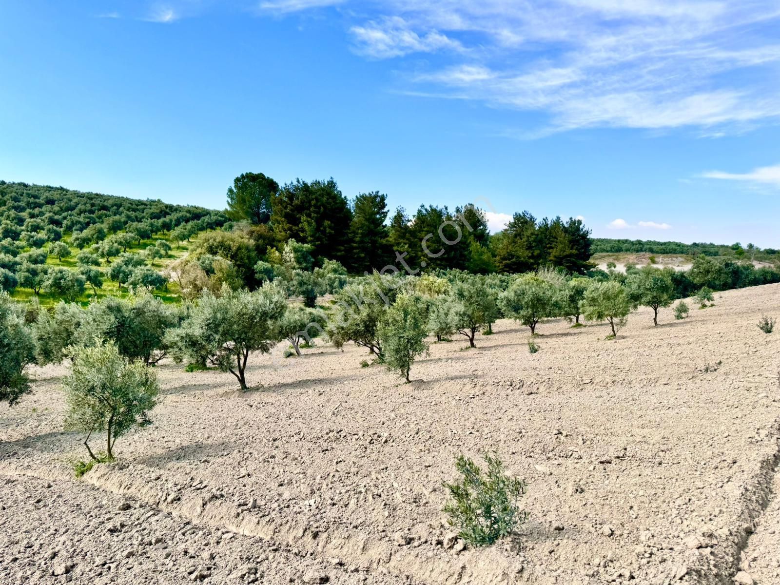 Manisa Gözlet De 5.200 M2 Zeytinlik , Resmi Yolu Var - Görsel 2