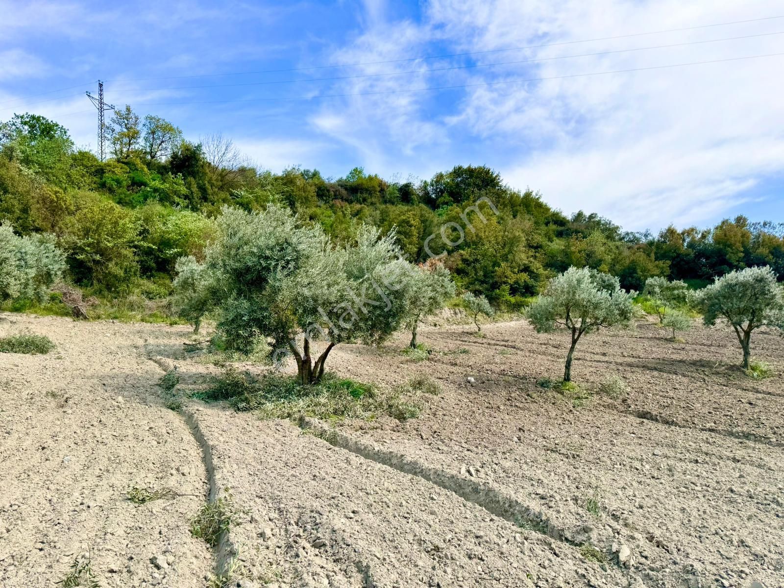 Manisa Gözlet De 5.200 M2 Zeytinlik , Resmi Yolu Var - Görsel 16