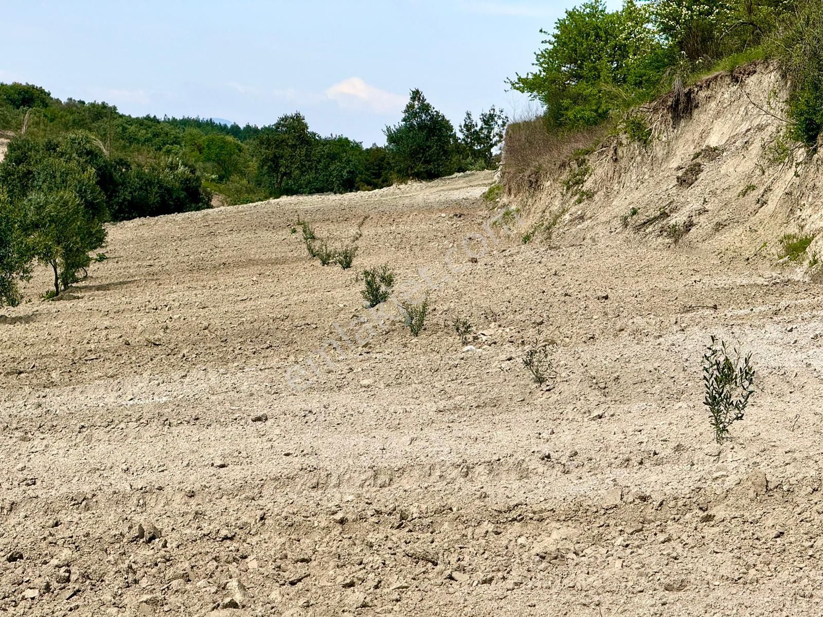 Manisa Gözlet De 5.200 M2 Zeytinlik , Resmi Yolu Var - Görsel 10
