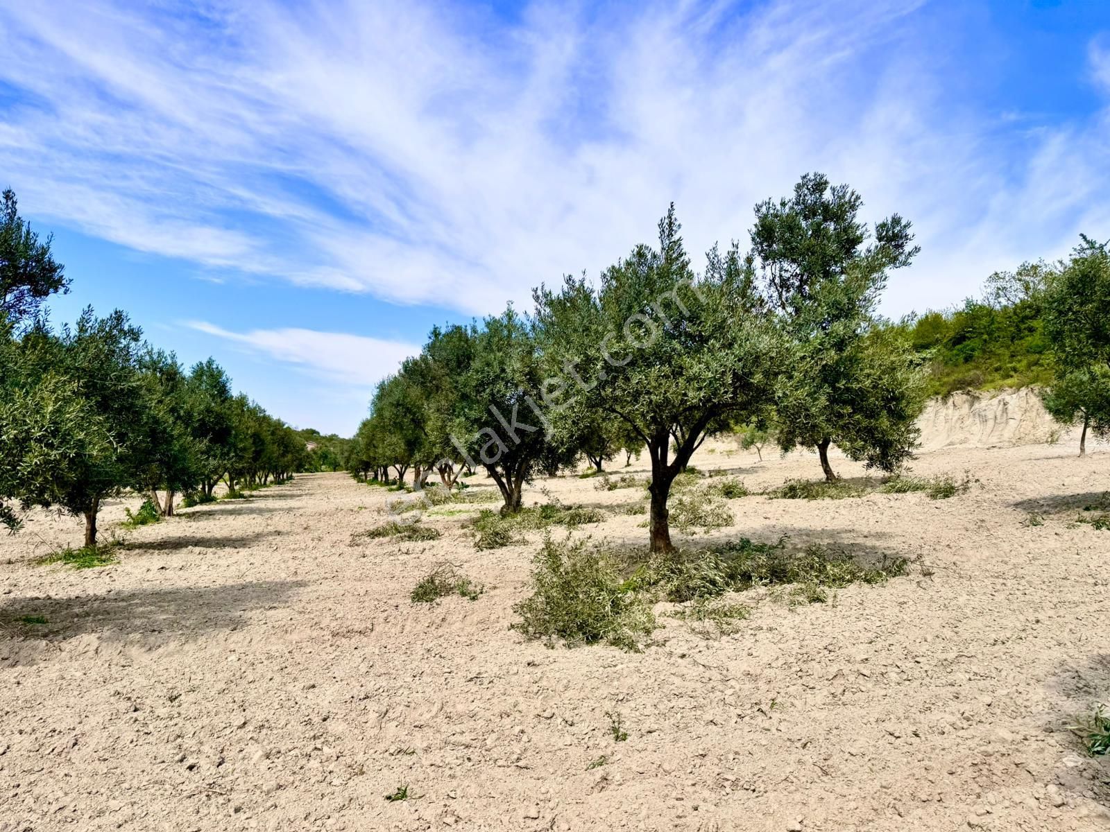 Manisa Gözlet De 5.200 M2 Zeytinlik , Resmi Yolu Var - Görsel 15