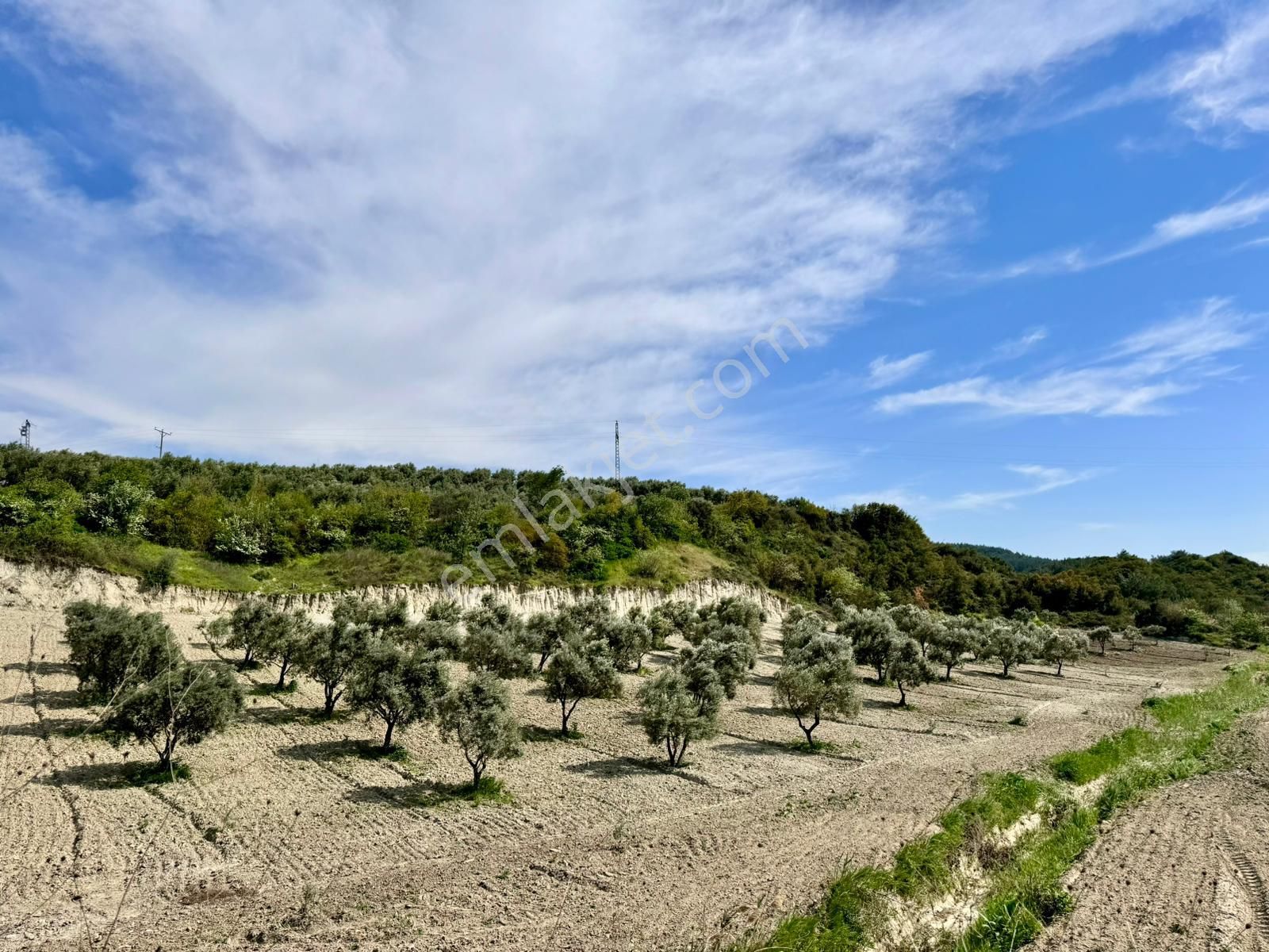 Manisa Gözlet De 5.200 M2 Zeytinlik , Resmi Yolu Var - Görsel 27