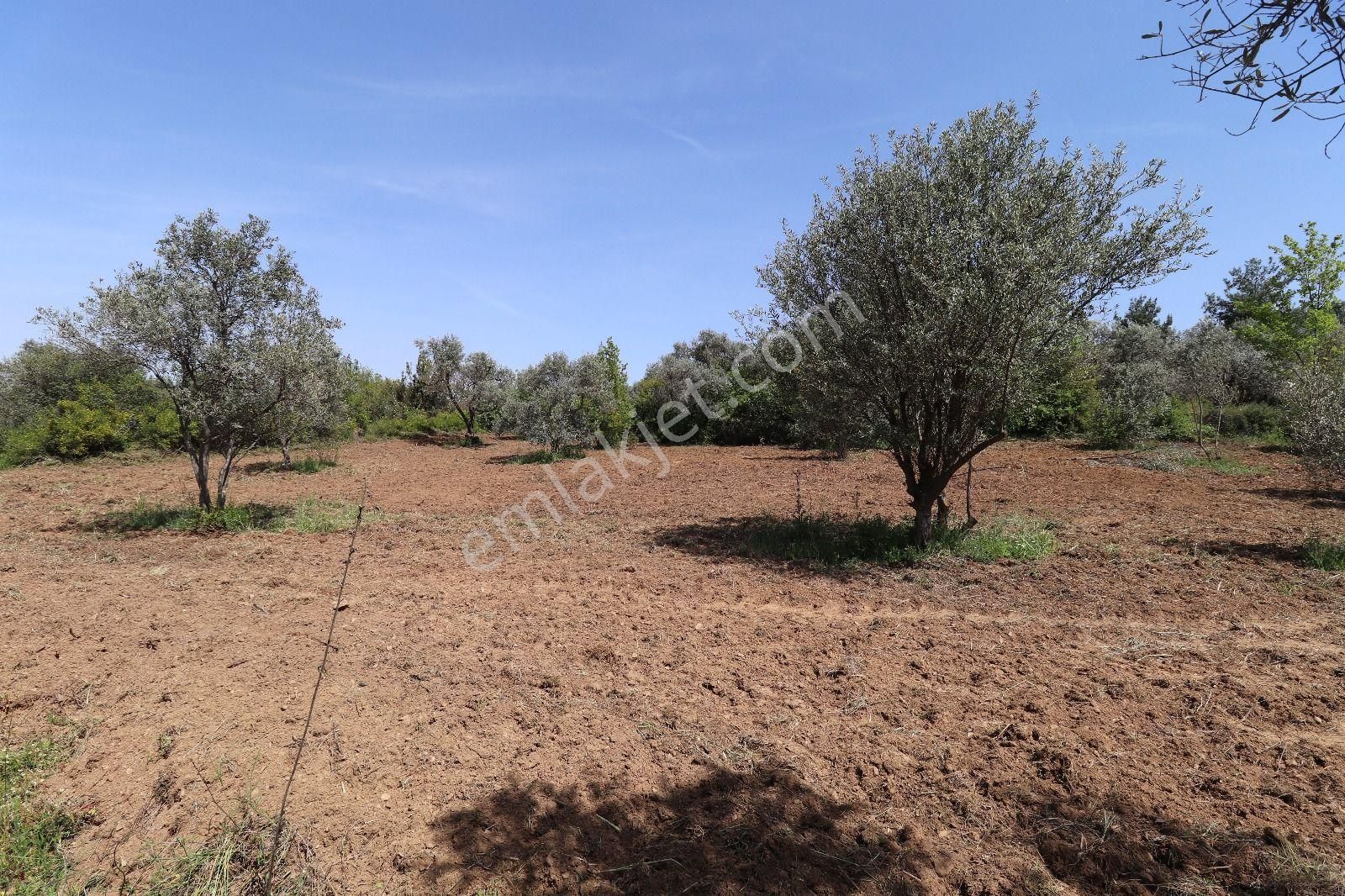 Kemalpaşa Armutluda Satılık 1658 M2 Bahçe 5 Hisseye Bölünebilir