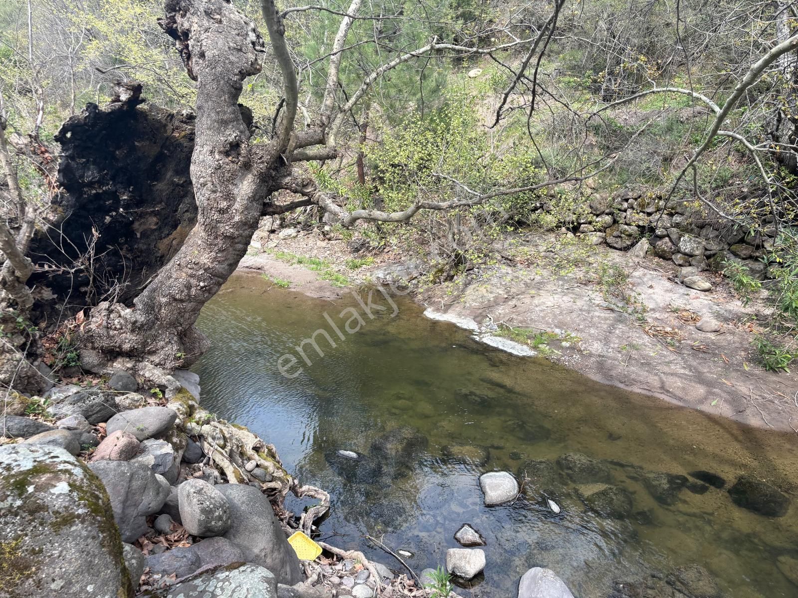 Bergama Öksüzler Mahallesi Dere Kenarı Satılık Bahçe - Görsel 2