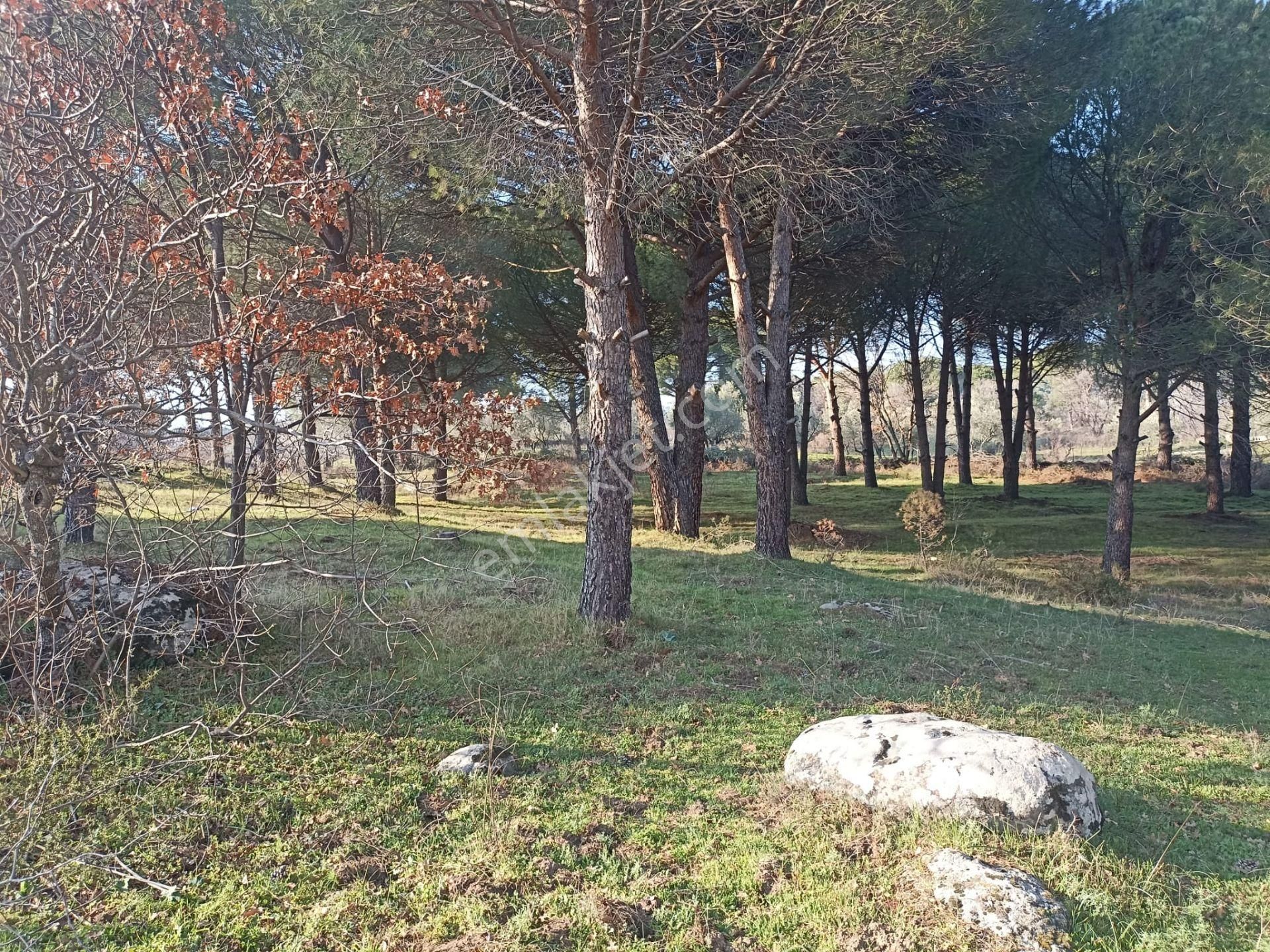 Yatırım Doktorumdan Ayvalık Bağyüzü Mah. 5,545m2 Satılık Arazi - Görsel 12