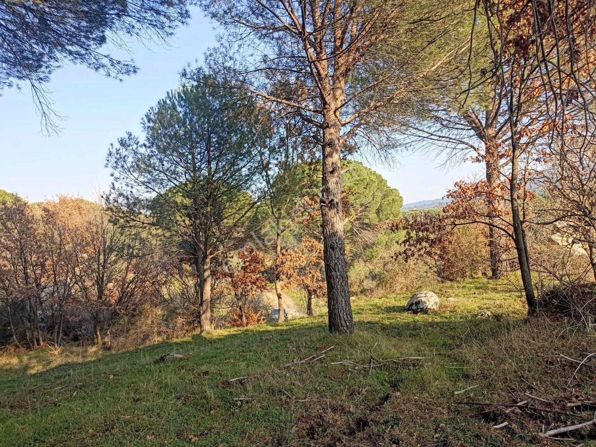 Yatırım Doktorumdan Ayvalık Bağyüzü Mah. 5,545m2 Satılık Arazi - Görsel 4