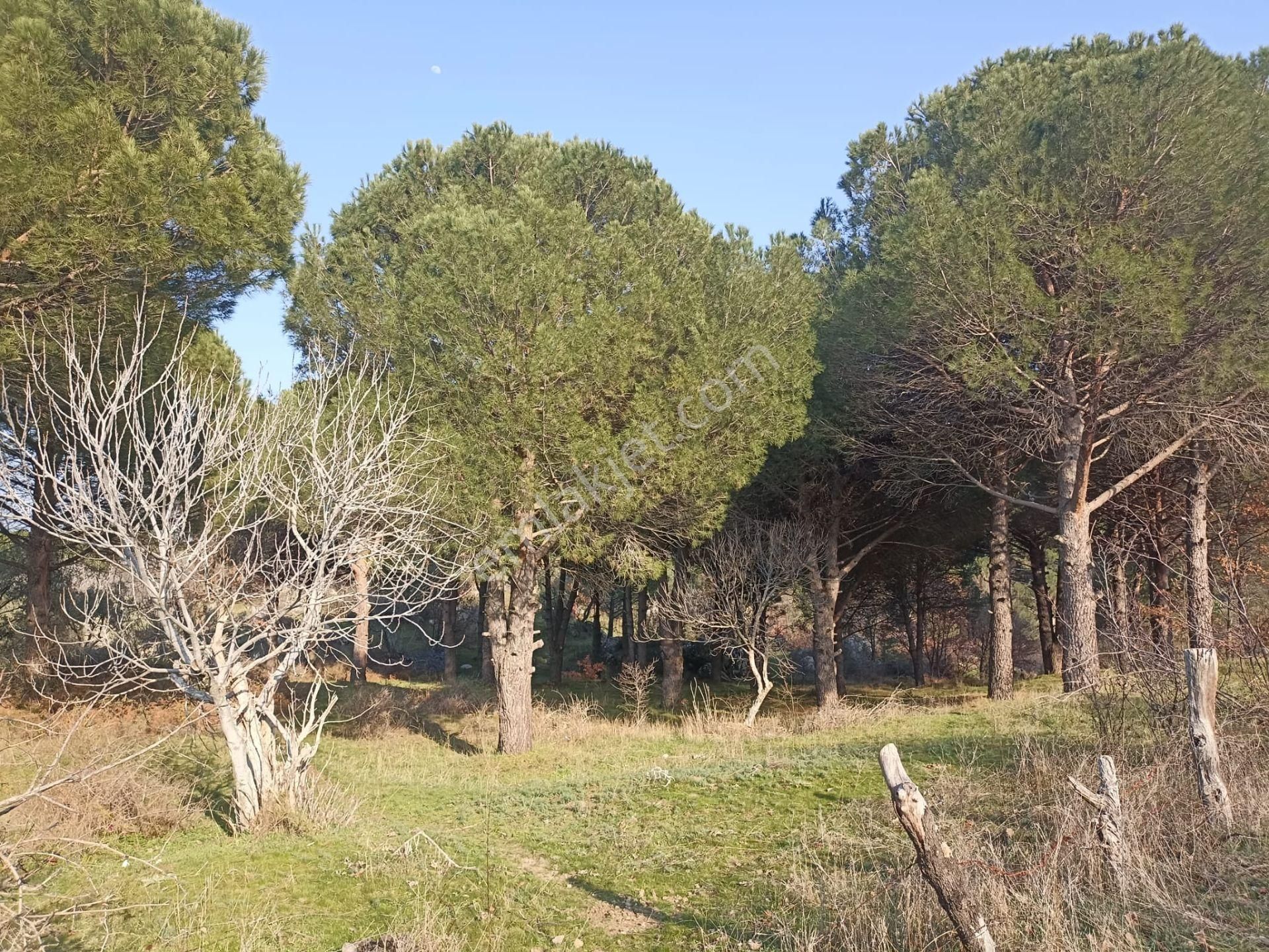 Yatırım Doktorumdan Ayvalık Bağyüzü Mah. 5,545m2 Satılık Arazi - Görsel 6