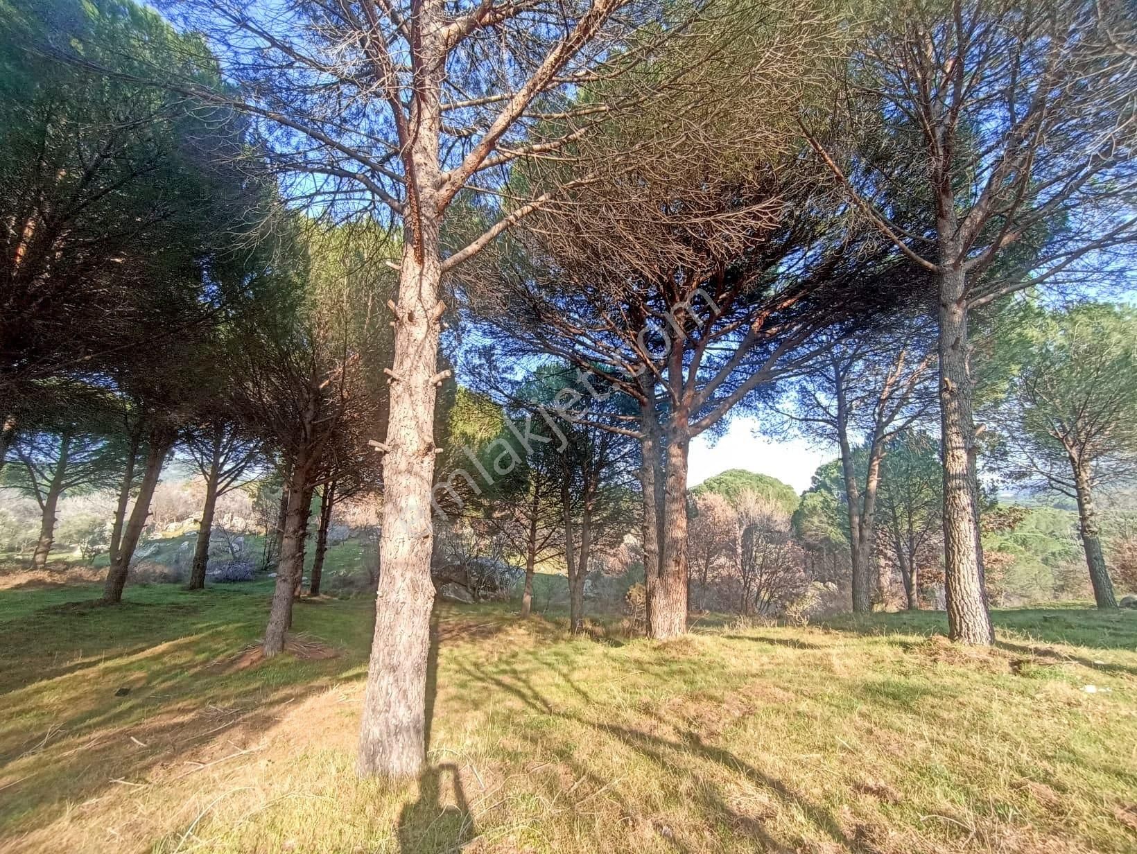 Yatırım Doktorumdan Ayvalık Bağyüzü Mah. 5,545m2 Satılık Arazi - Görsel 10