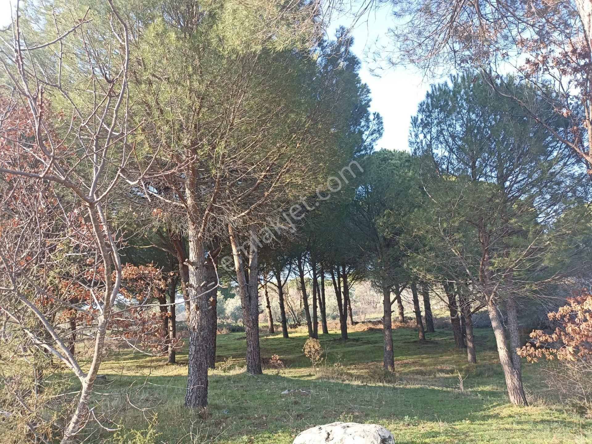 Yatırım Doktorumdan Ayvalık Bağyüzü Mah. 5,545m2 Satılık Arazi - Görsel 7