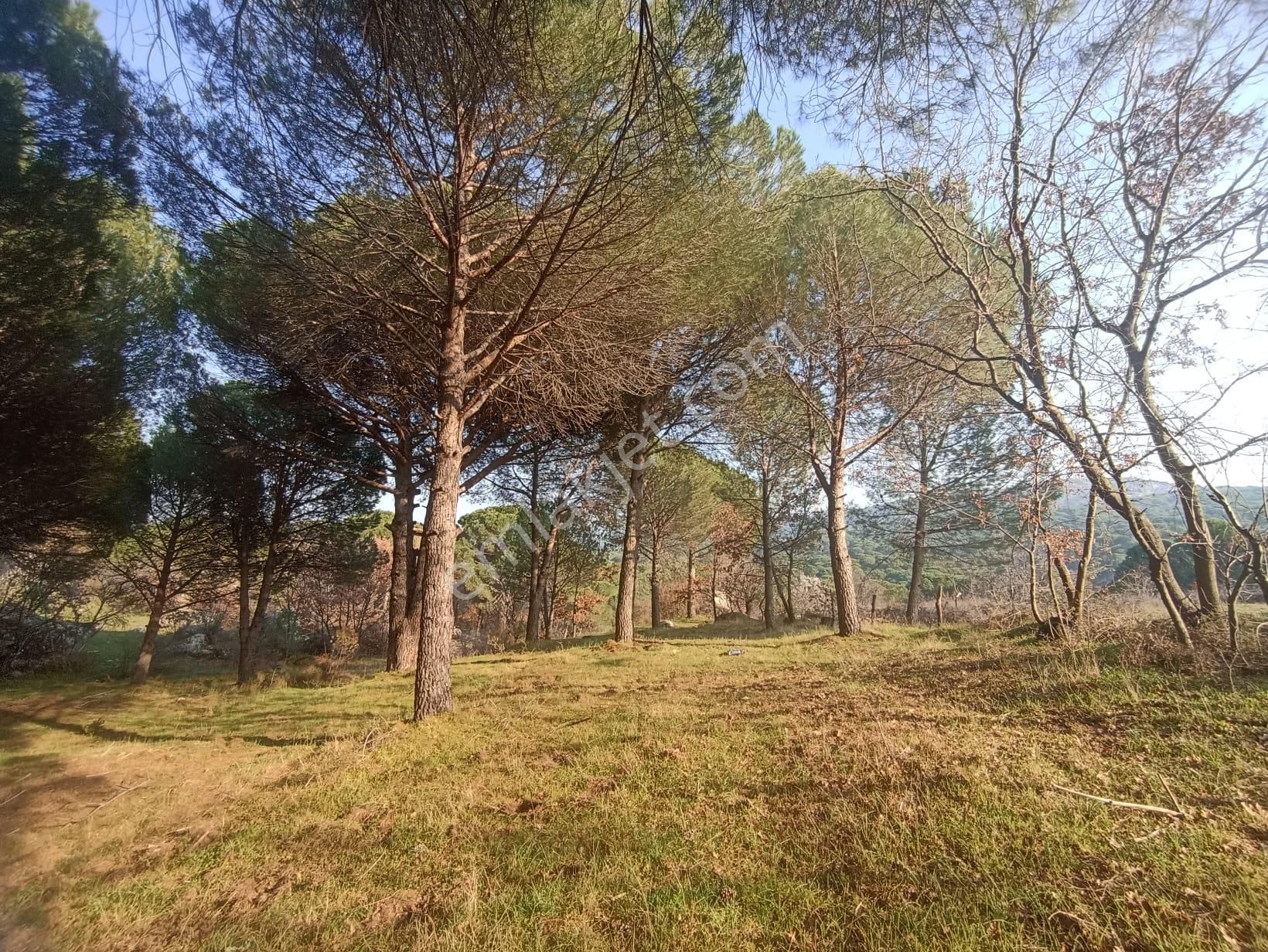 Yatırım Doktorumdan Ayvalık Bağyüzü Mah. 5,545m2 Satılık Arazi - Görsel 11