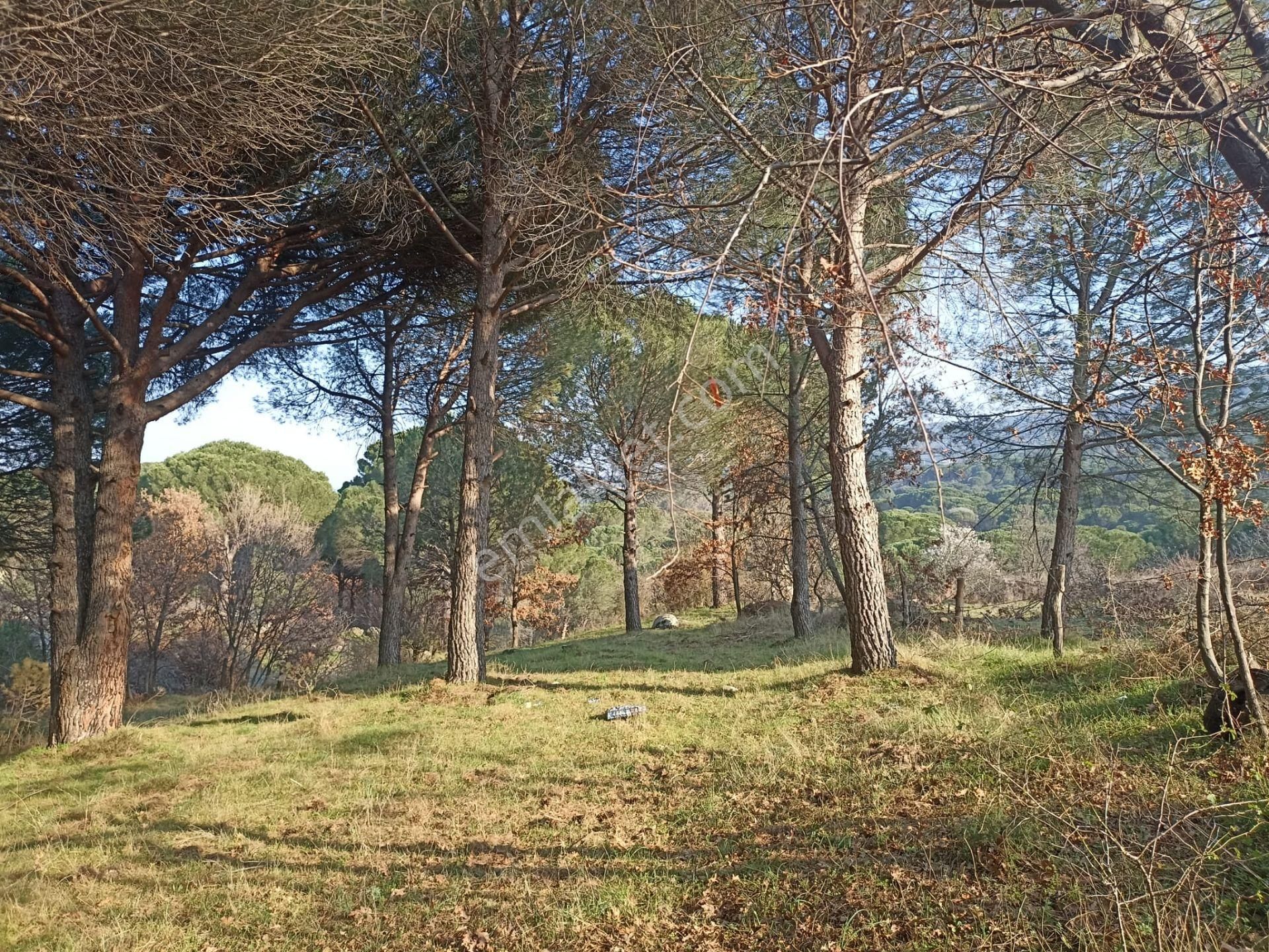 Yatırım Doktorumdan Ayvalık Bağyüzü Mah. 5,545m2 Satılık Arazi - Görsel 8