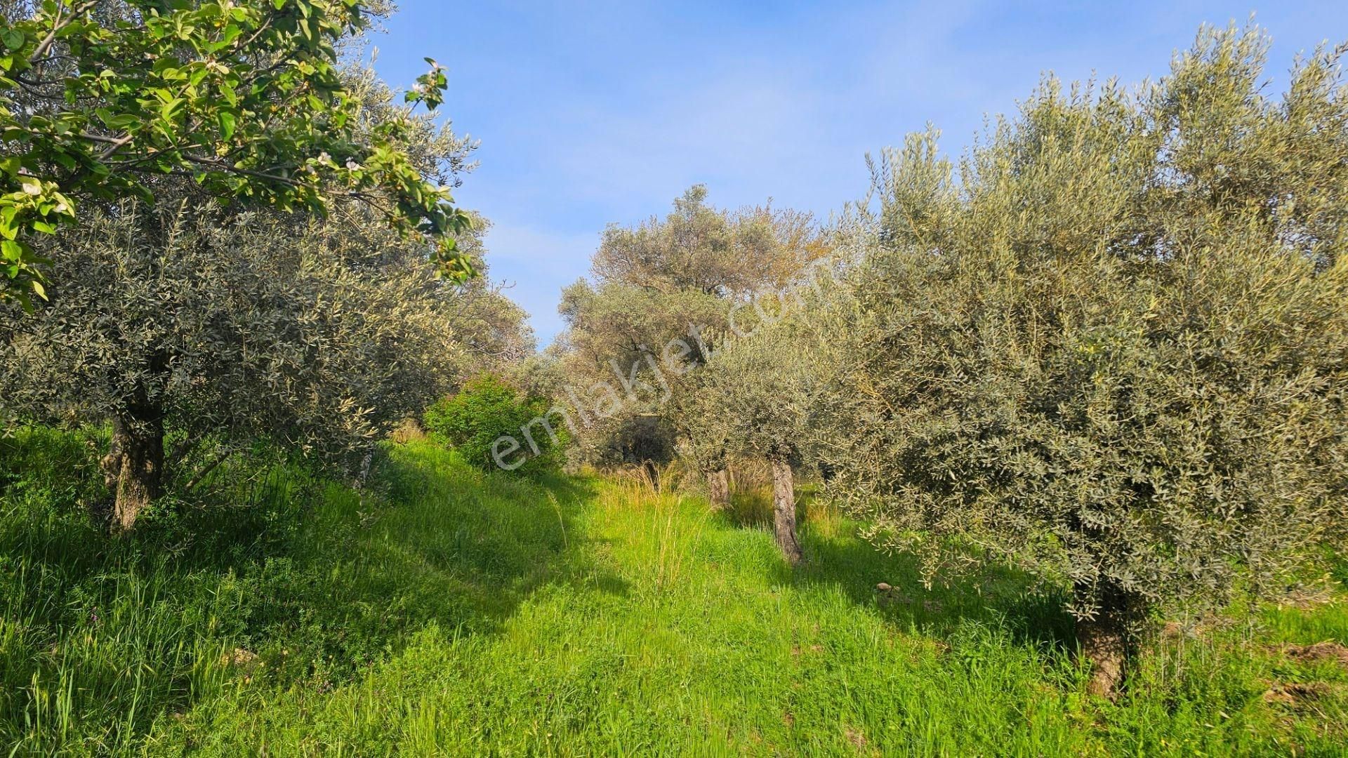 Muğla Bodrum Ana Yola Cepheli Satılık Konut İmarlı Arsa - Görsel 23