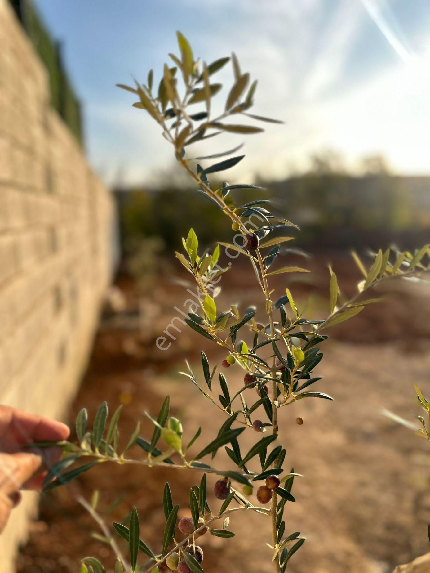 Kral Emlaktan Şehitkamil Sinan Köyünde Satılık Bağ Evi - Görsel 5