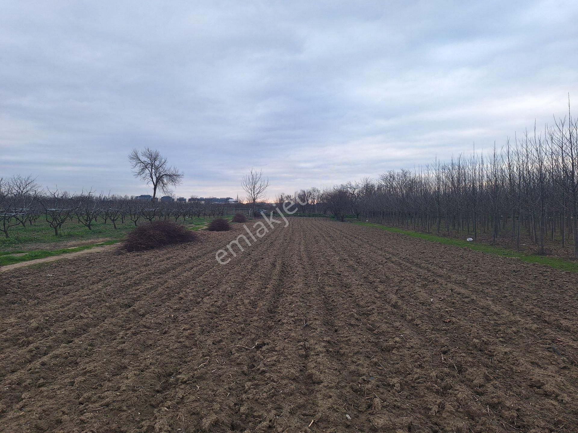 Dialog Skala Soğanlı Mh'de Botanik Parka Komşu Satılık 2000m2 Tarla - Görsel 13