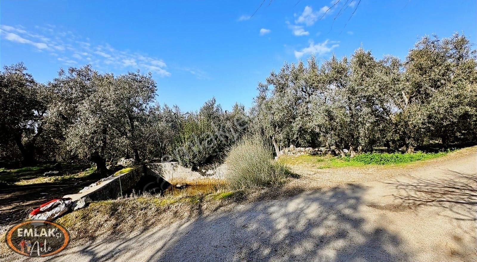 Bandırma Edincik Mahallesinde 1732 M² Satılık Zeytinlik - Görsel 4