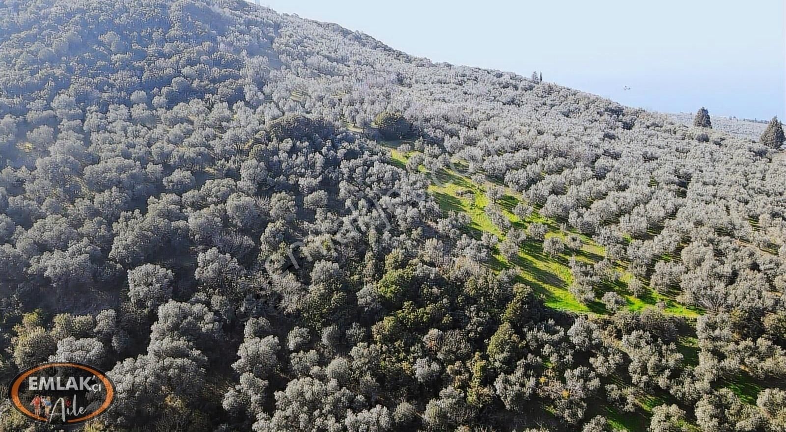 Bandırma Edincik Mahallesinde 1732 M² Satılık Zeytinlik - Görsel 14