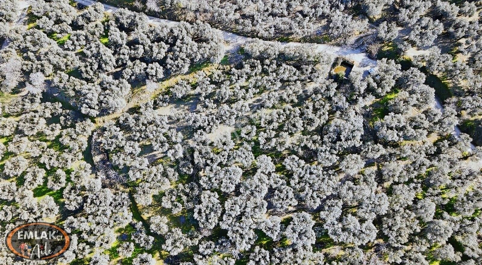 Bandırma Edincik Mahallesinde 1732 M² Satılık Zeytinlik - Görsel 16