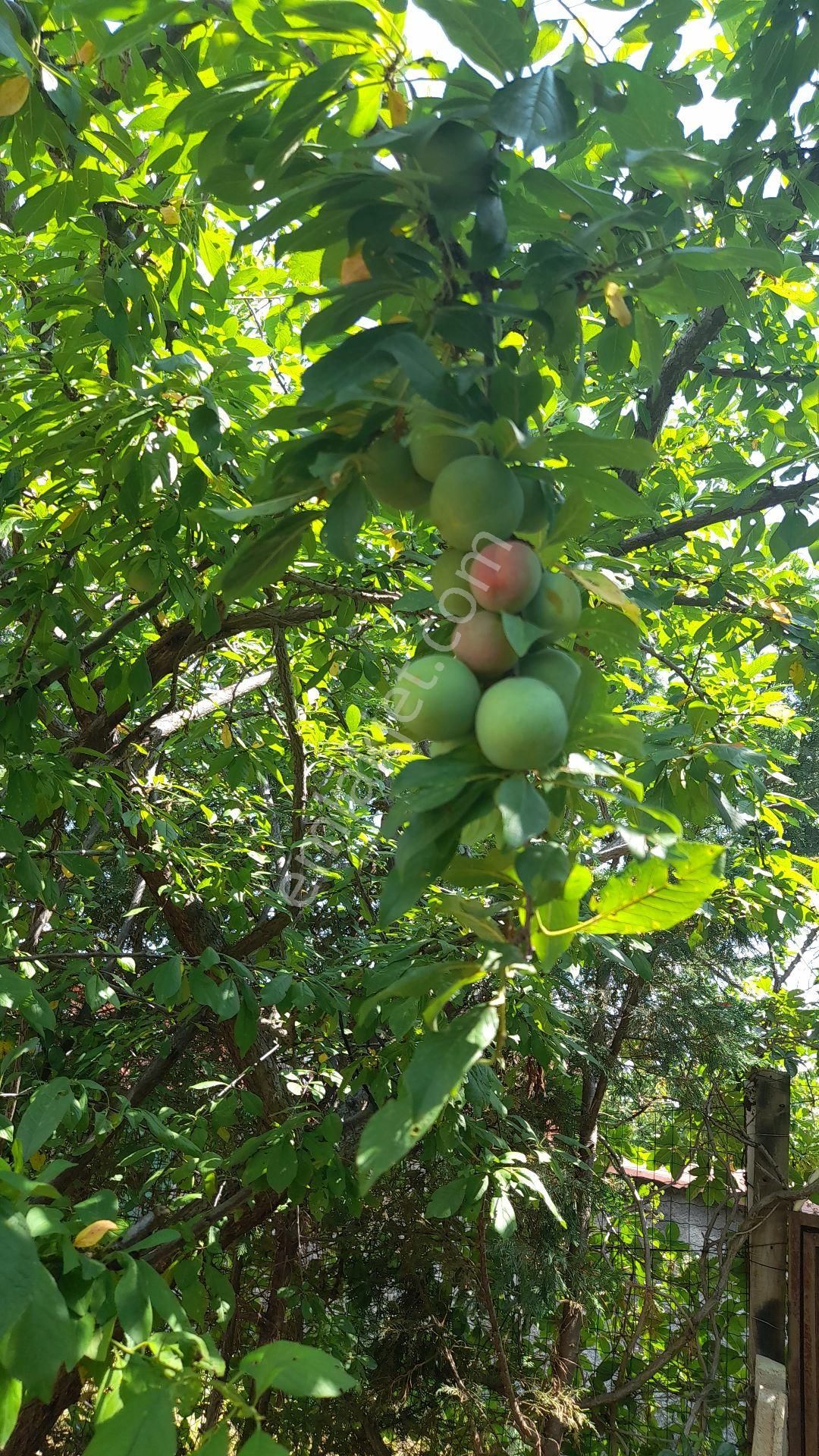 Satılık Bahçe - Görsel 14