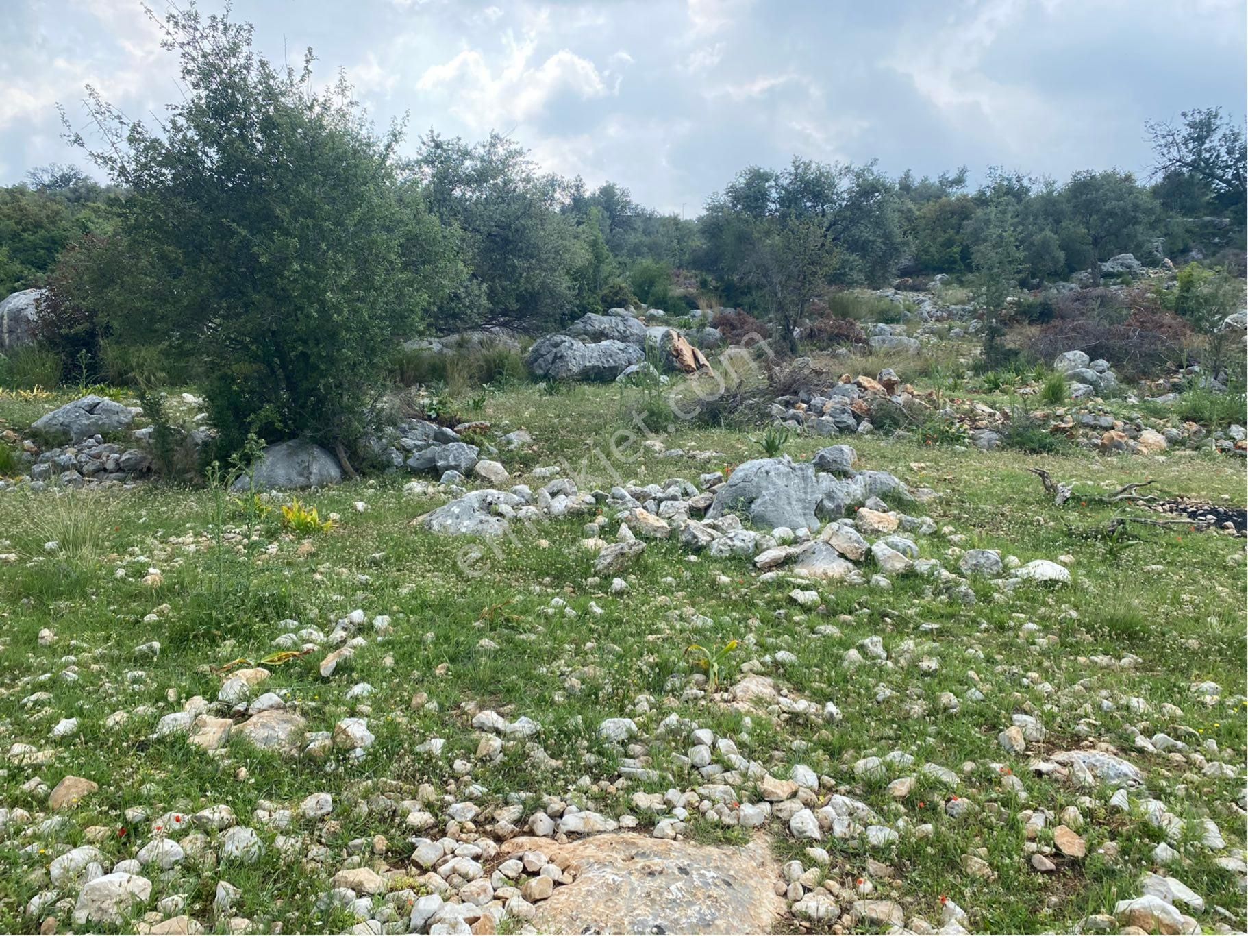 Meşelik Küyünde Bulunan Tarlamız Satılıktır - Görsel 18