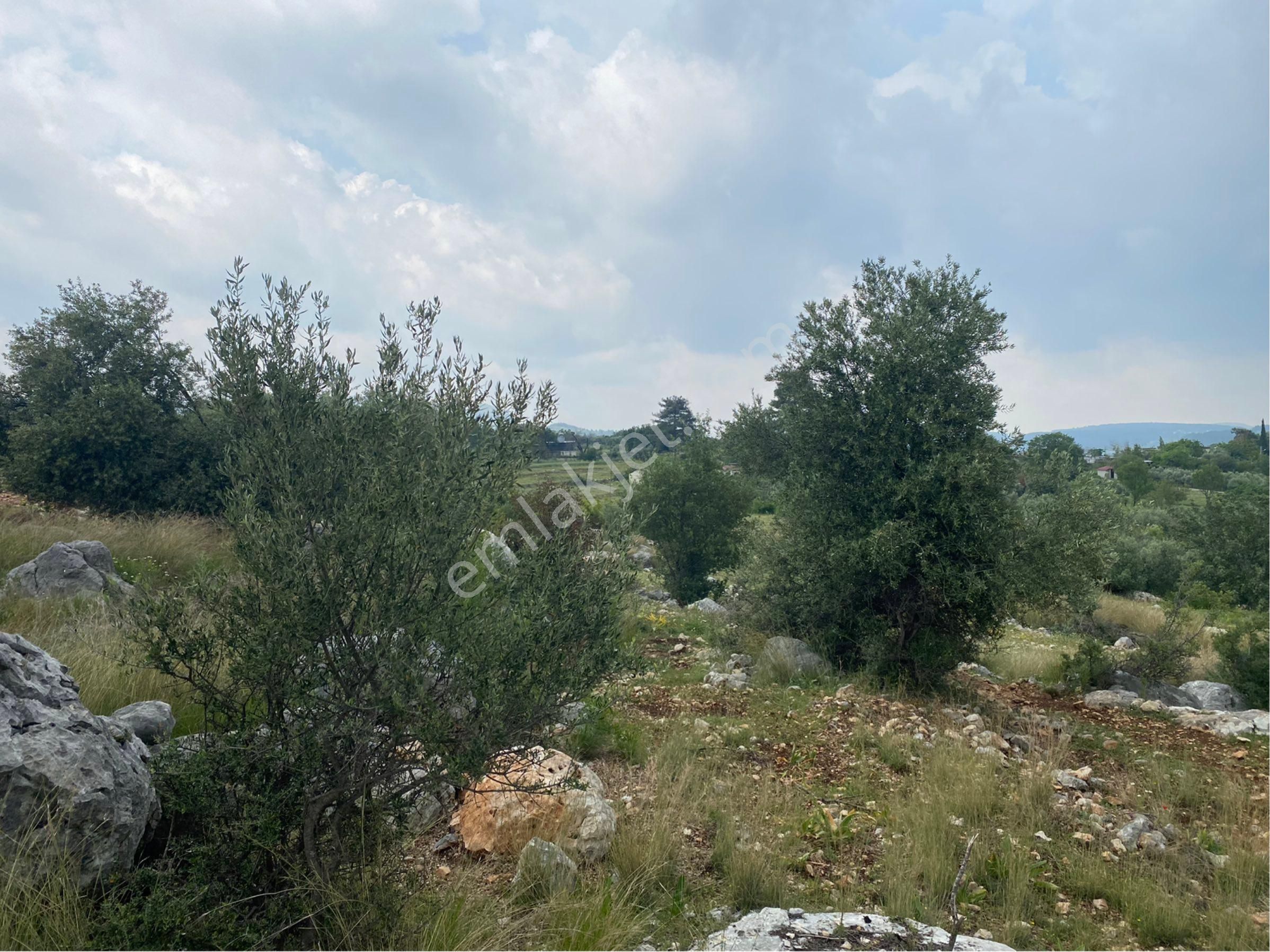 Meşelik Küyünde Bulunan Tarlamız Satılıktır - Görsel 14