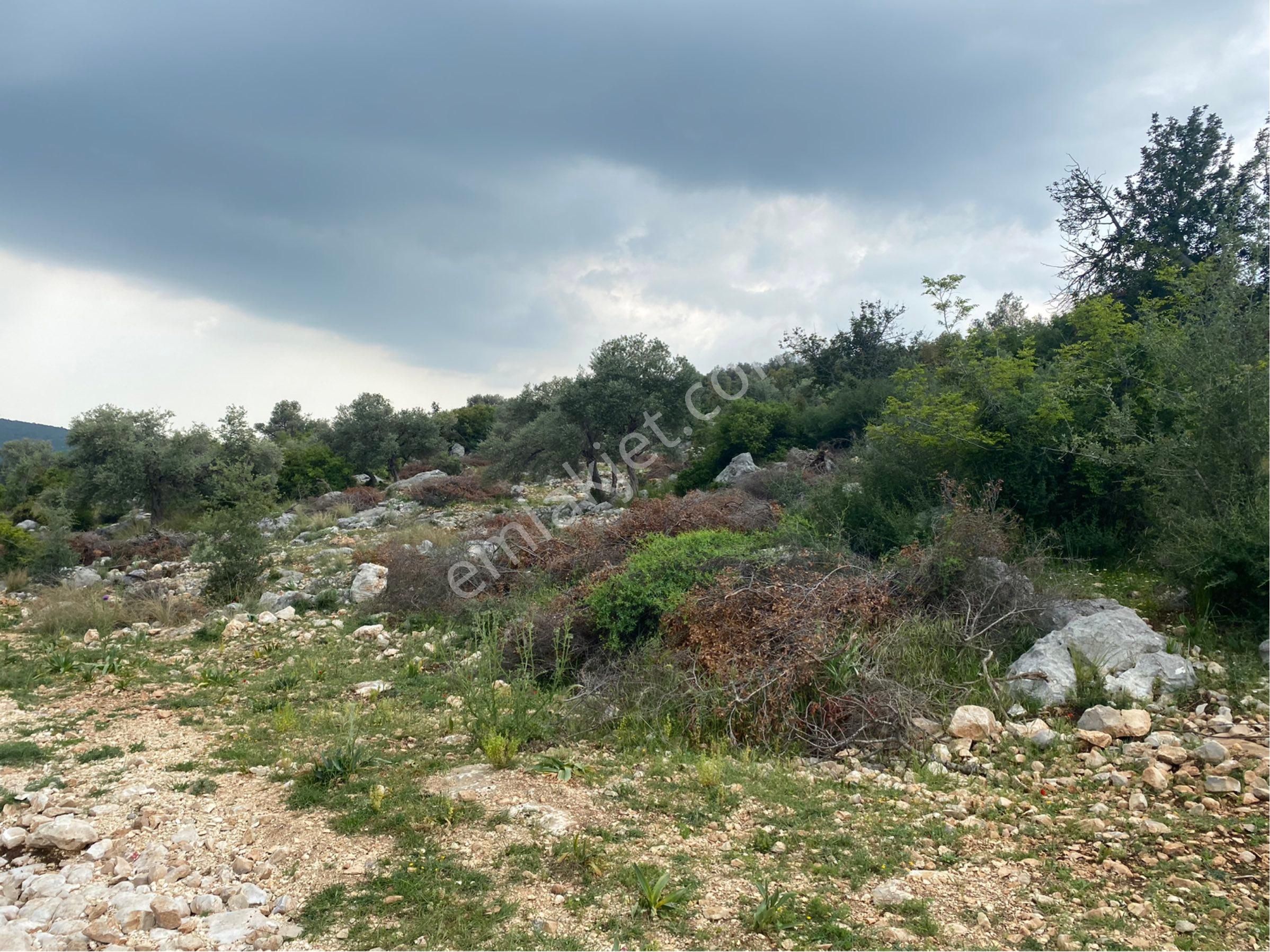Meşelik Küyünde Bulunan Tarlamız Satılıktır - Görsel 5