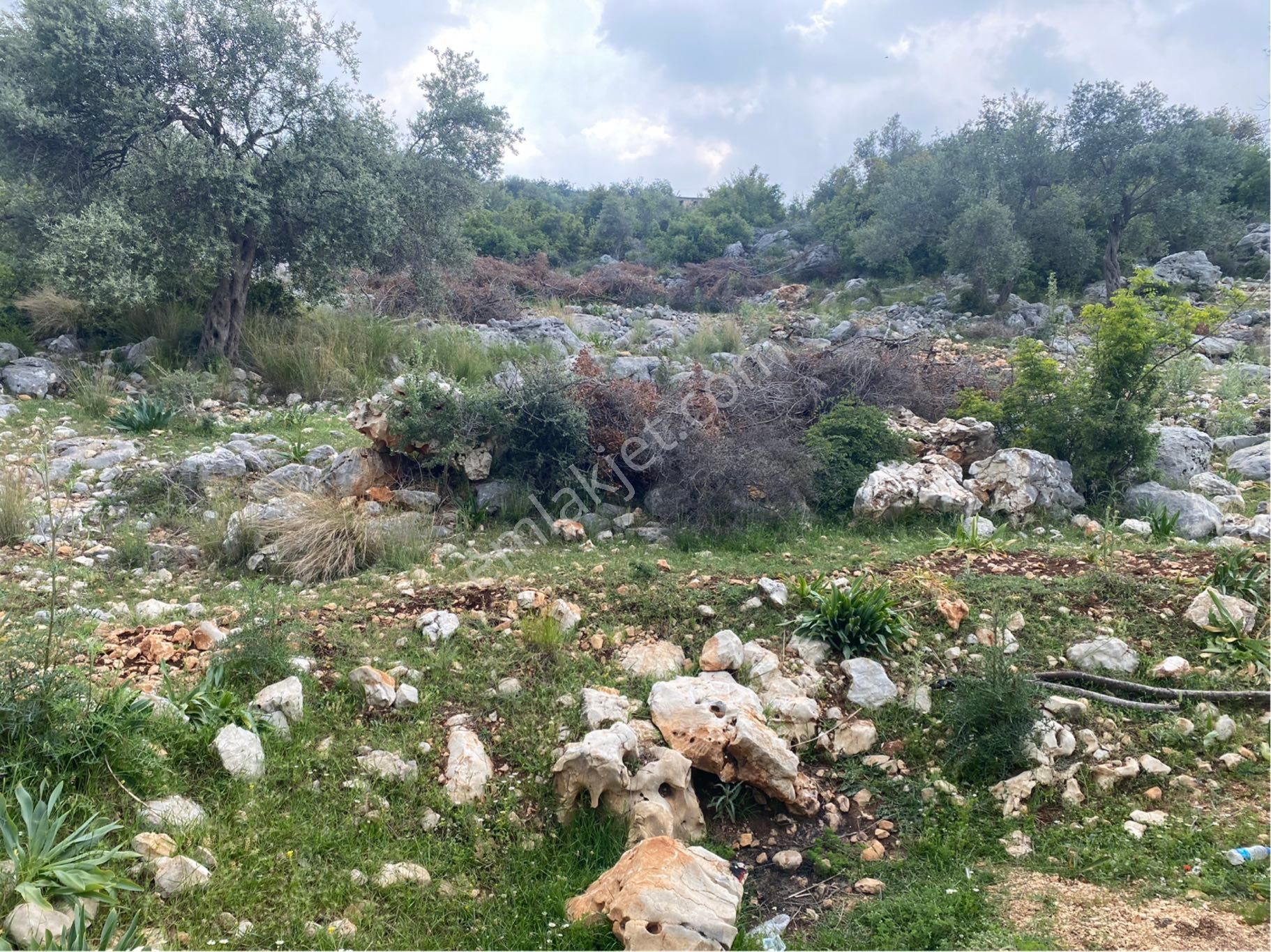 Meşelik Küyünde Bulunan Tarlamız Satılıktır - Görsel 10