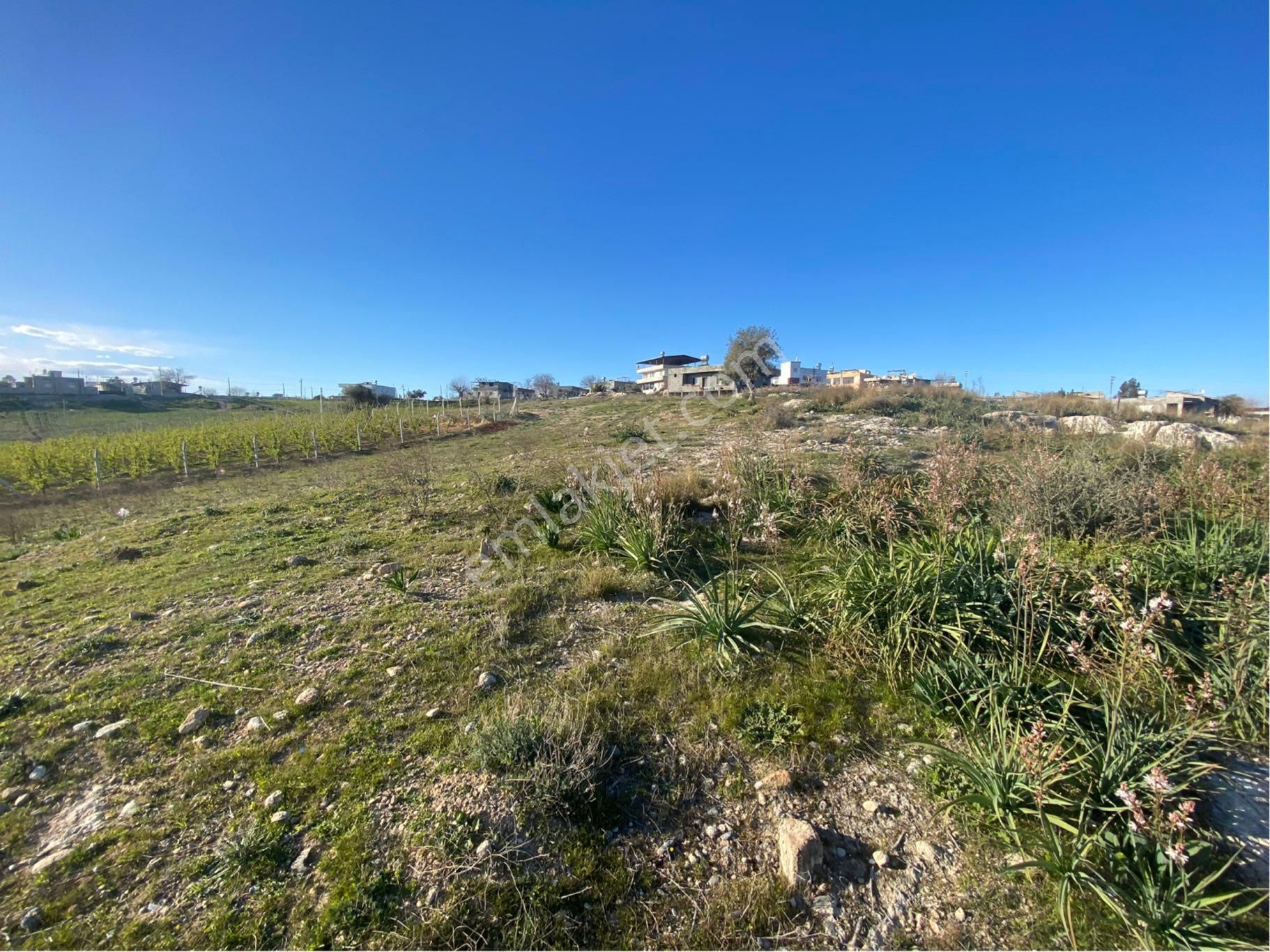 Akgedik Köyünde Bulunan Tarlamız Satılıktır - Görsel 3