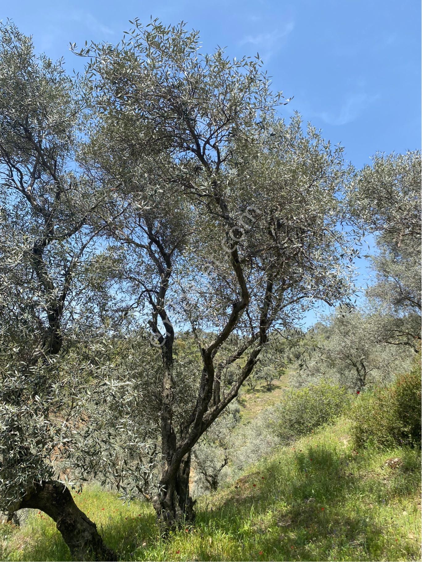 Satılık Zeytin Bahçesi İzmir/ Tire De - Görsel 5