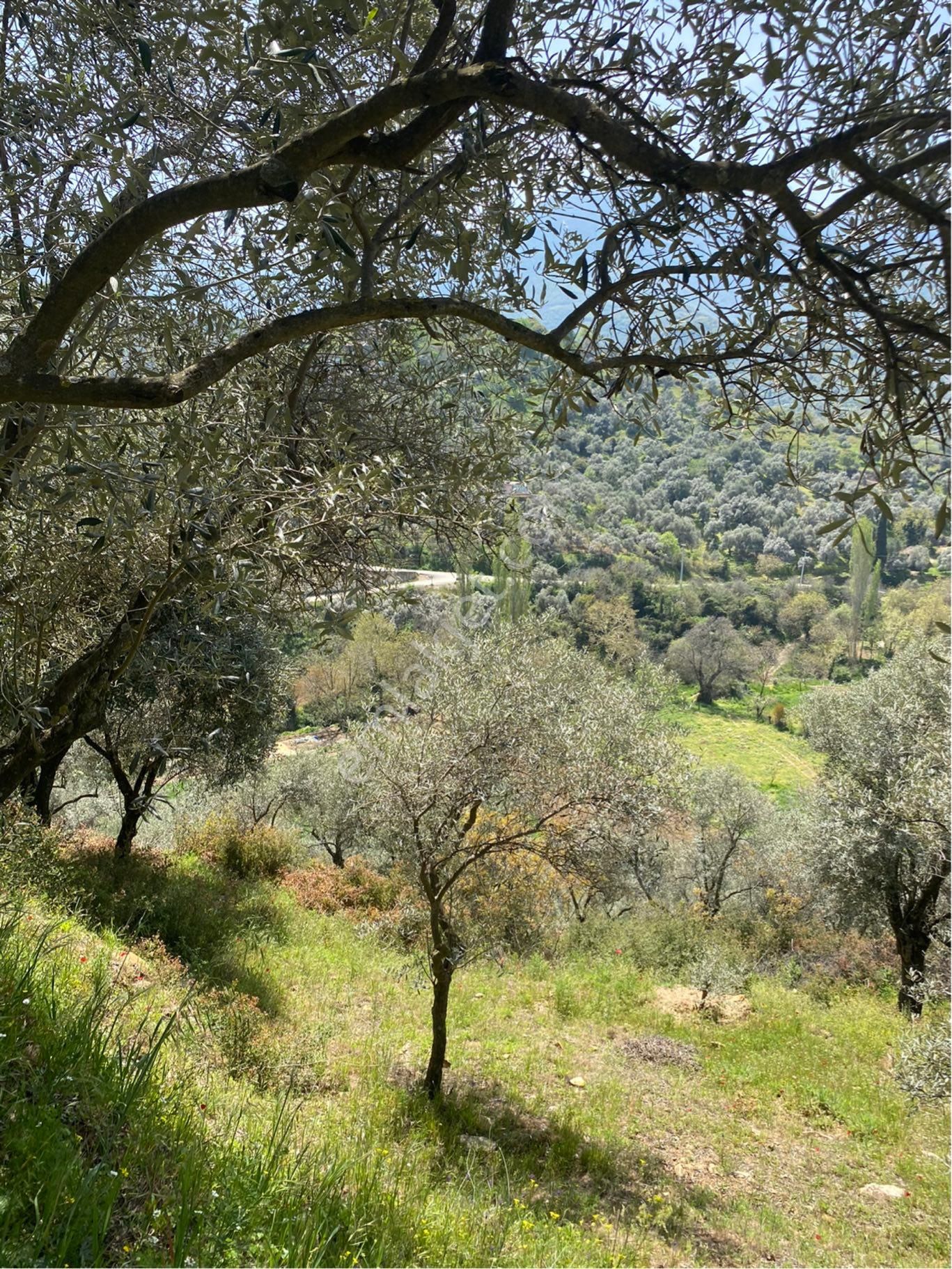 Satılık Zeytin Bahçesi İzmir/ Tire De - Görsel 11