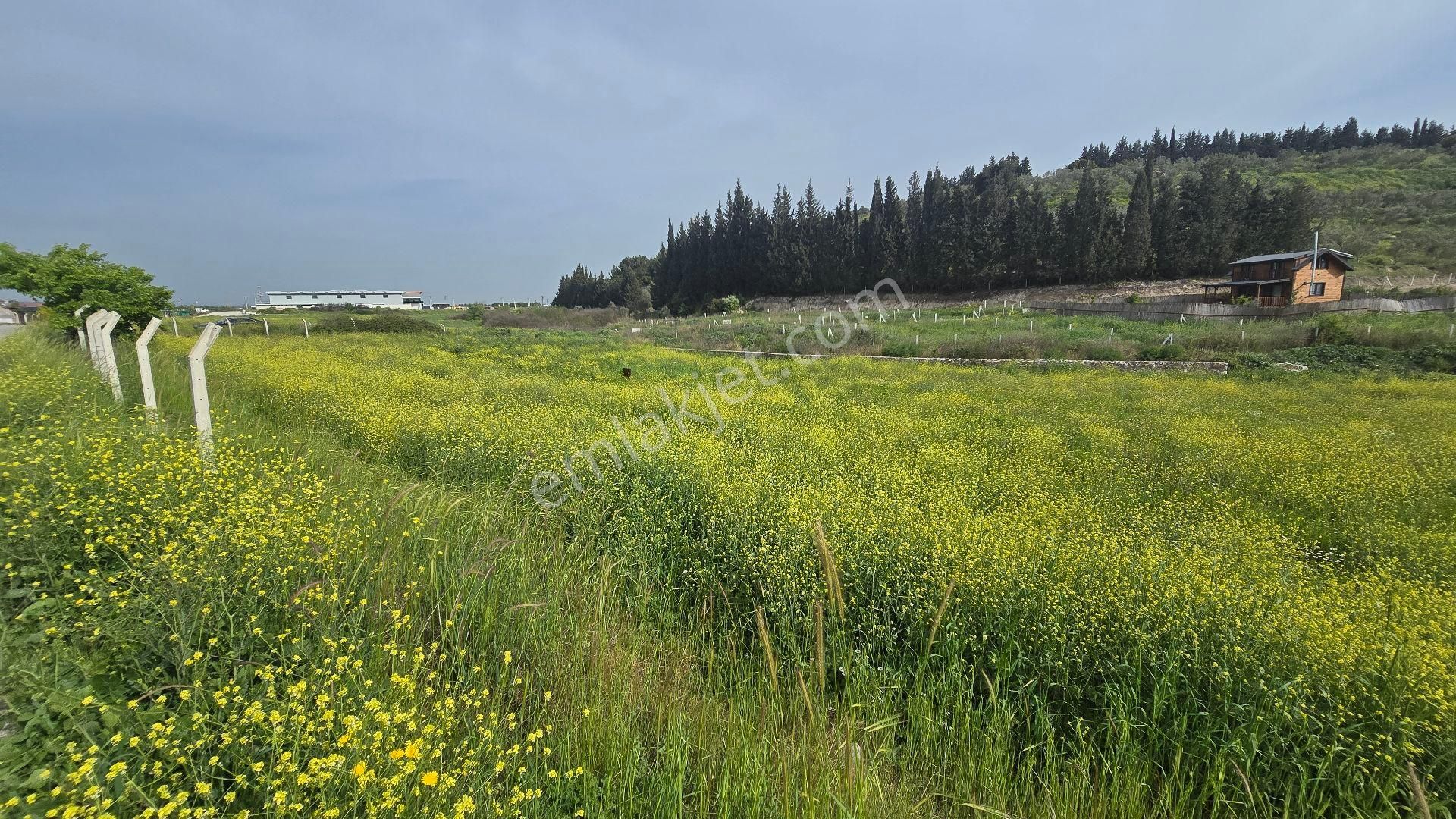Gölcükler Otobüs Güzergahında Satılık 1.001 M2 Tapulu Fırsat Bahçe - Görsel 4