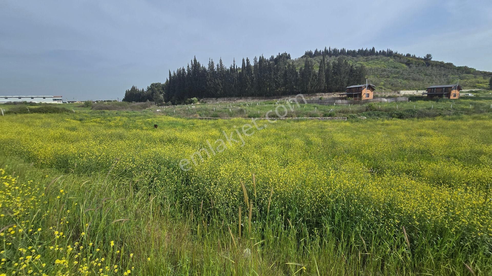 Gölcükler Otobüs Güzergahında Satılık 1.001 M2 Tapulu Fırsat Bahçe - Görsel 5