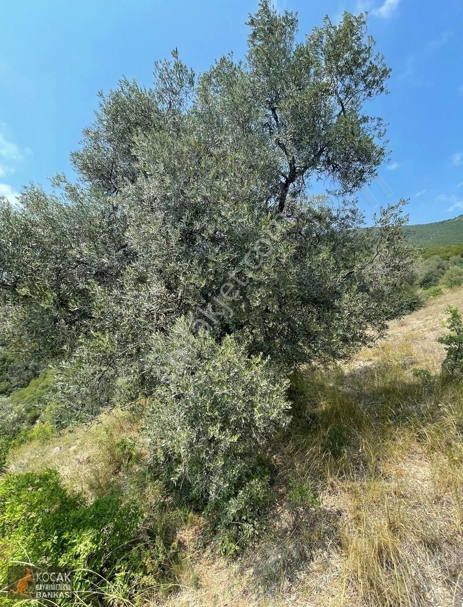 İznik Dereköy De Göl Manzaralı 16950 M2 Satılık Zeytin Bahçesi - Görsel 3