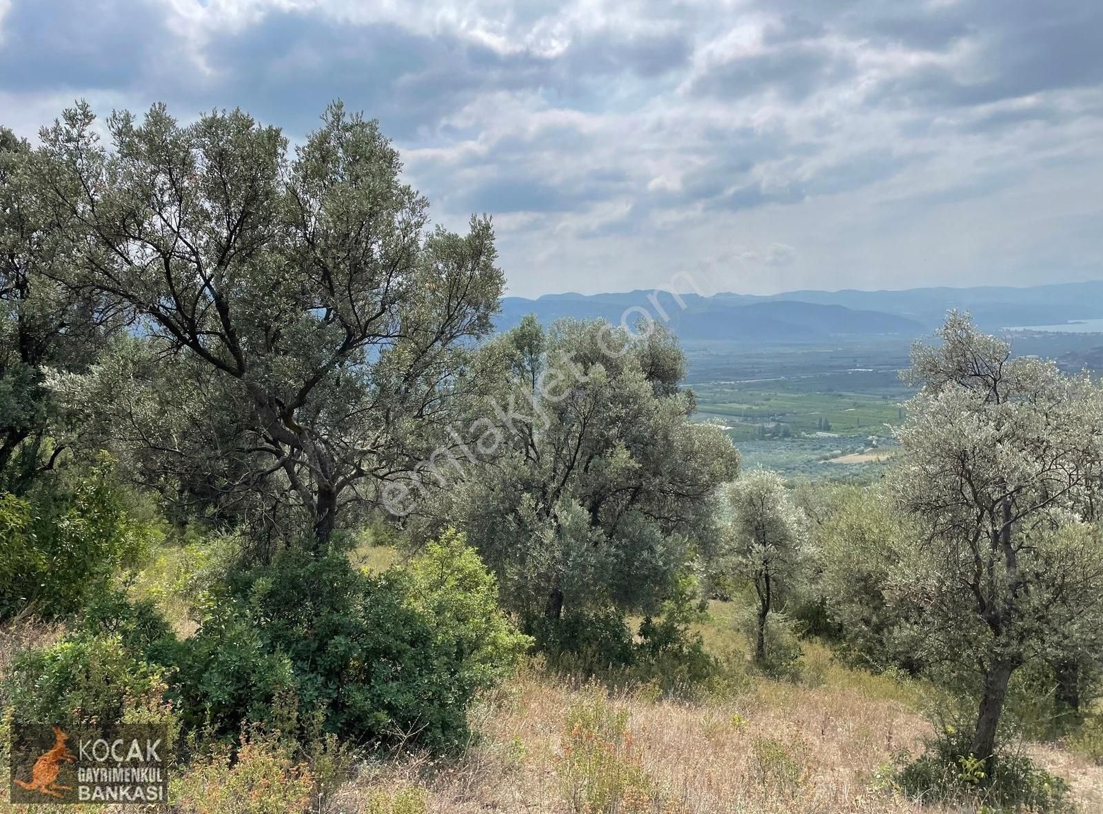 İznik Dereköy De Göl Manzaralı 16950 M2 Satılık Zeytin Bahçesi - Görsel 25