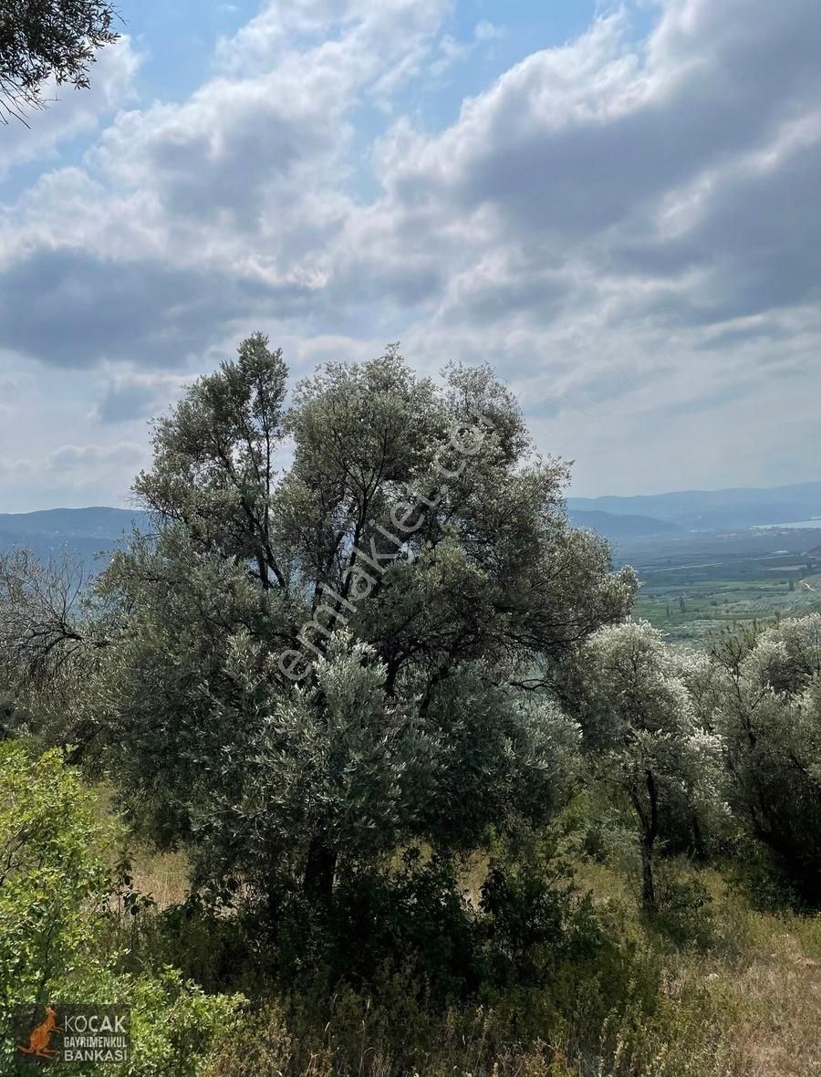 İznik Dereköy De Göl Manzaralı 16950 M2 Satılık Zeytin Bahçesi - Görsel 7