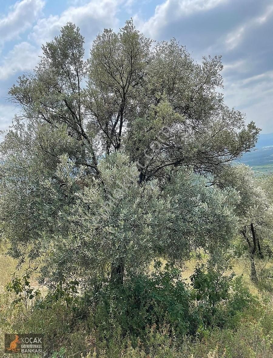 İznik Dereköy De Göl Manzaralı 16950 M2 Satılık Zeytin Bahçesi - Görsel 15