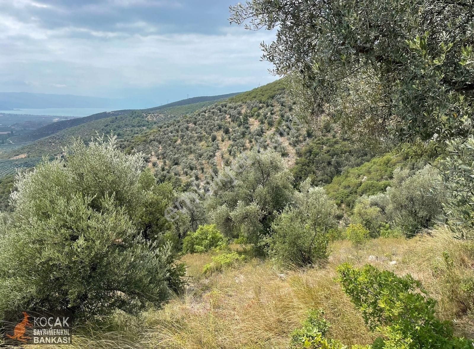 İznik Dereköy De Göl Manzaralı 16950 M2 Satılık Zeytin Bahçesi - Görsel 14
